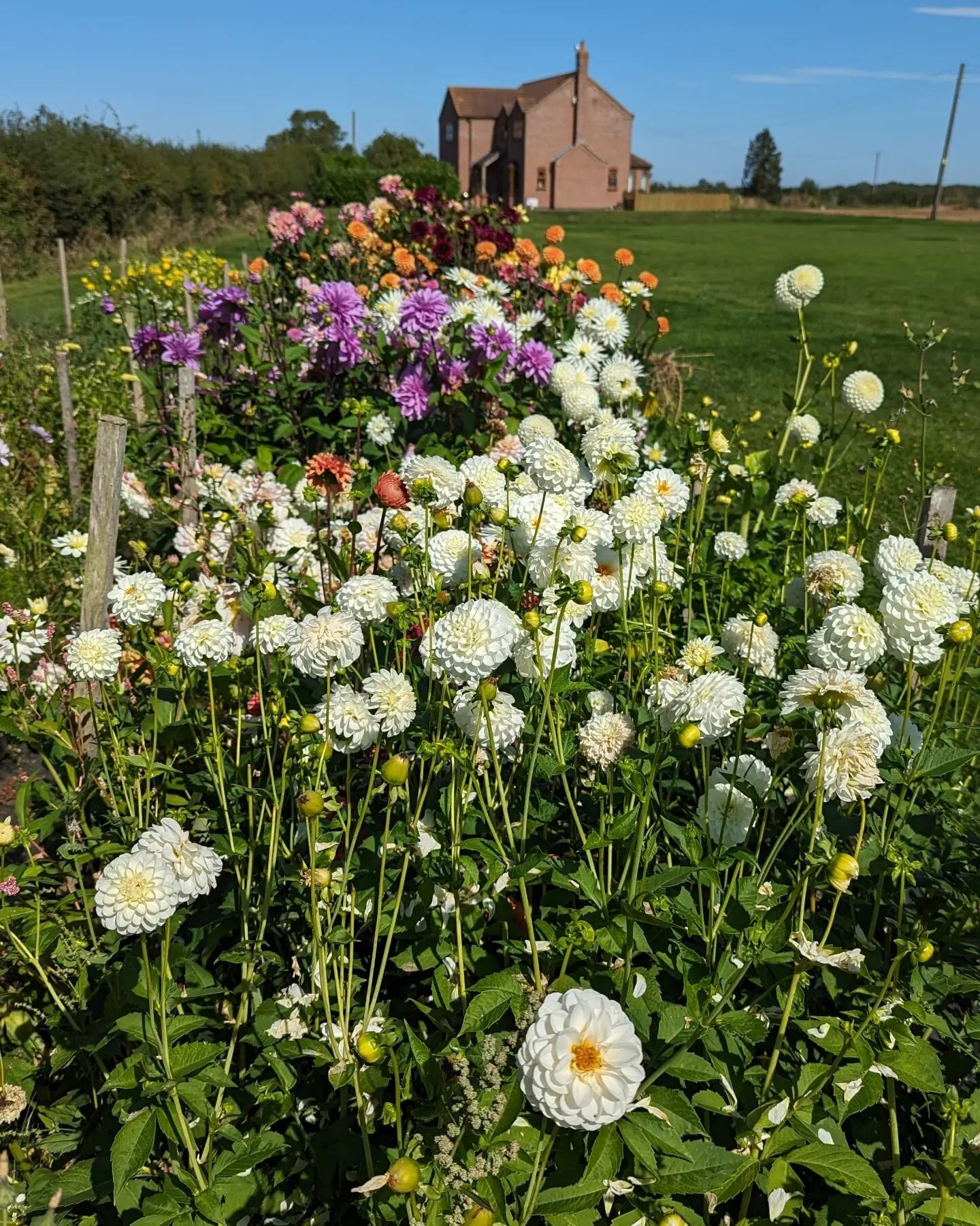 💐UPDATE FROM THE GATE💐

WOW! Aren't we being spoilt with this beautiful sunshine with hazy mornings, just what I needed ! 😎
💐💐💐
As we work our way through September I will only be CUTTING FLOWERS TO ORDER. The reason for this is as we approach 