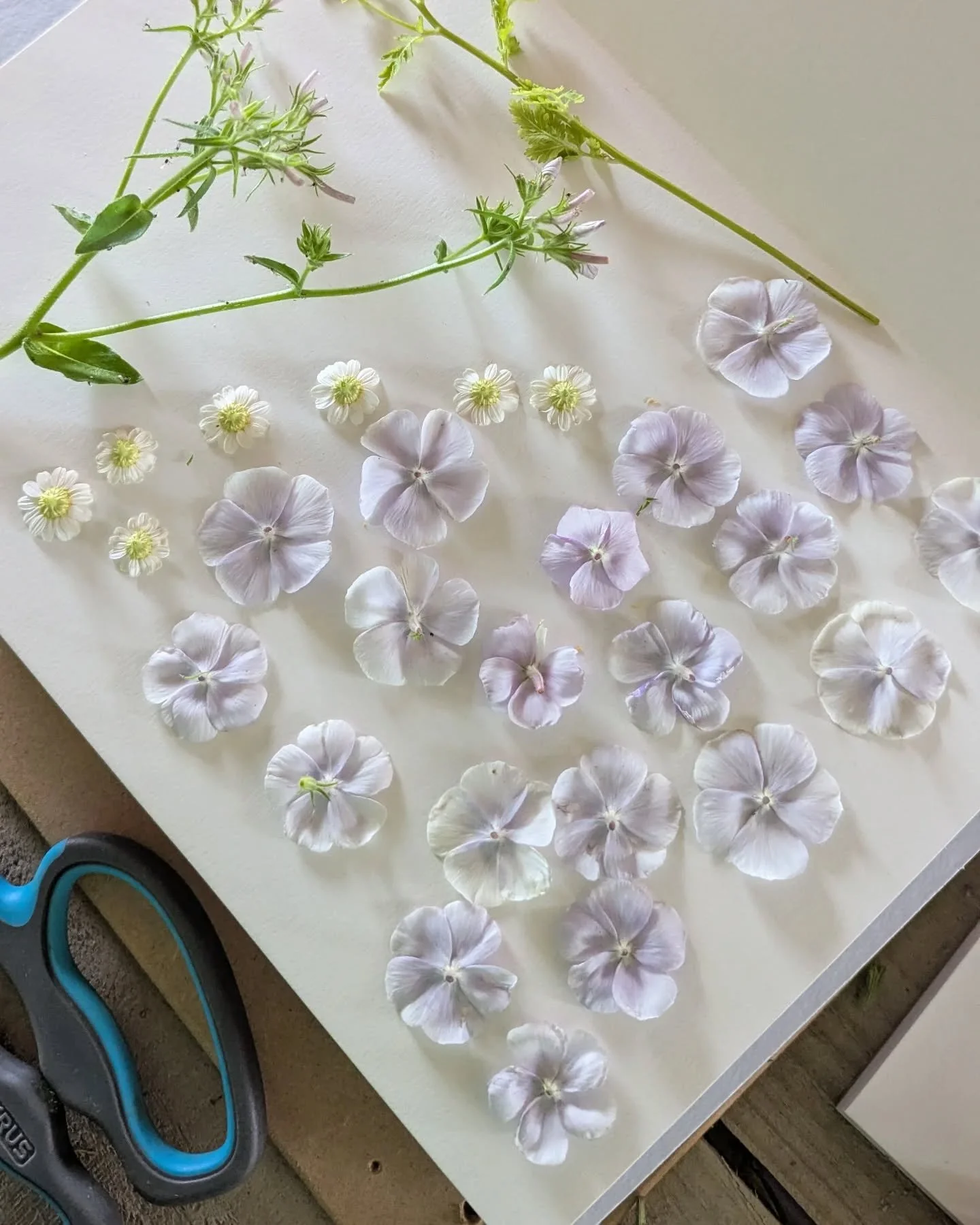💐FLOWER CRAFTS💐
🌸🌸🌸
I took some time out the other day to do something for myself. 
I'm always looking at different things I can do with flowers and it's fair to say I've become a bit obsessed with pressing flowers and capturing a moment in time