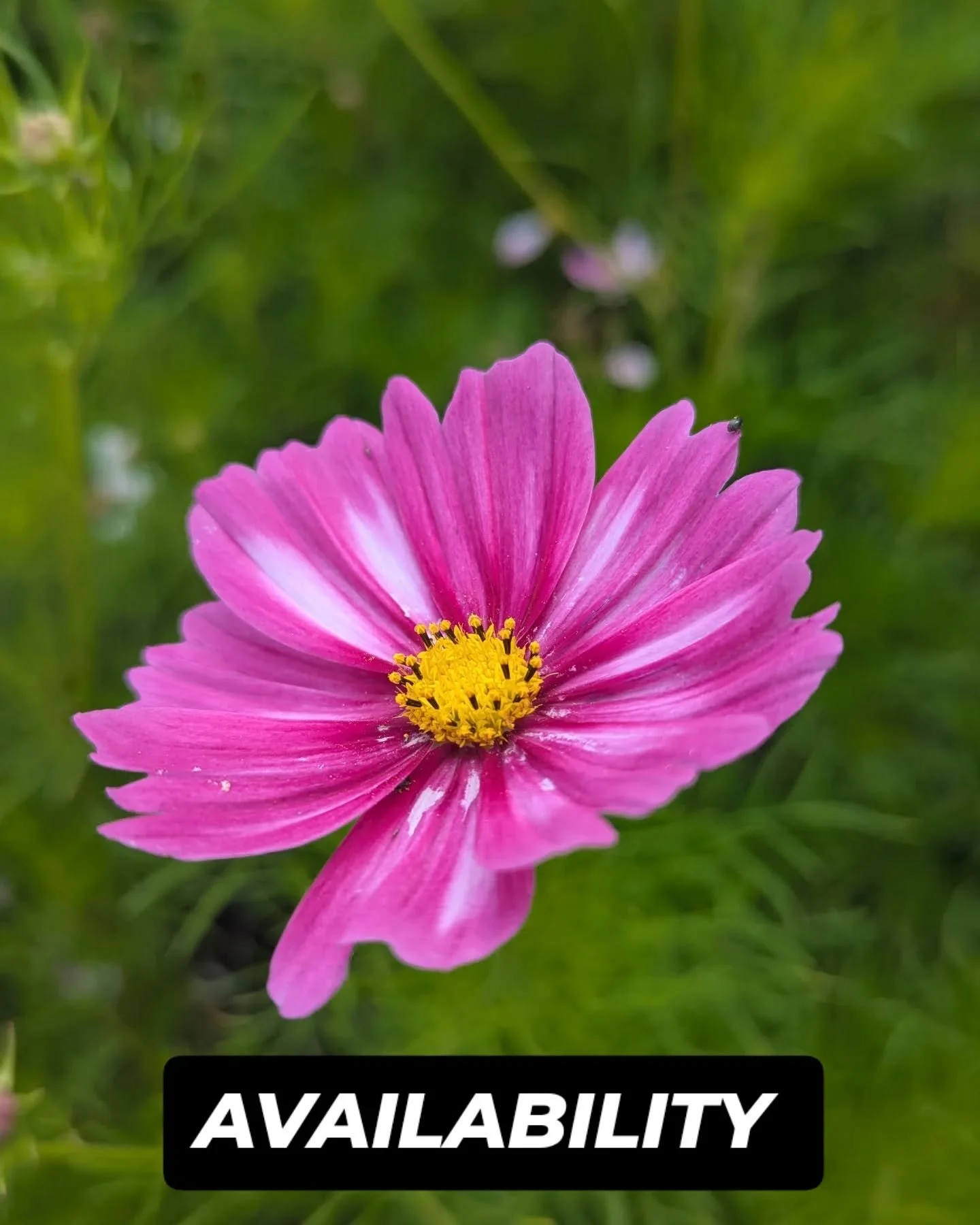 🌸The flowers are taking a break this week. After giving their absolute best to two weddings they need a little time to get their bloom on again. 🌸

🌸Thank you for your understanding🌸

#flowerfarmer #smallbusiness #localbusiness #flowergrower #new