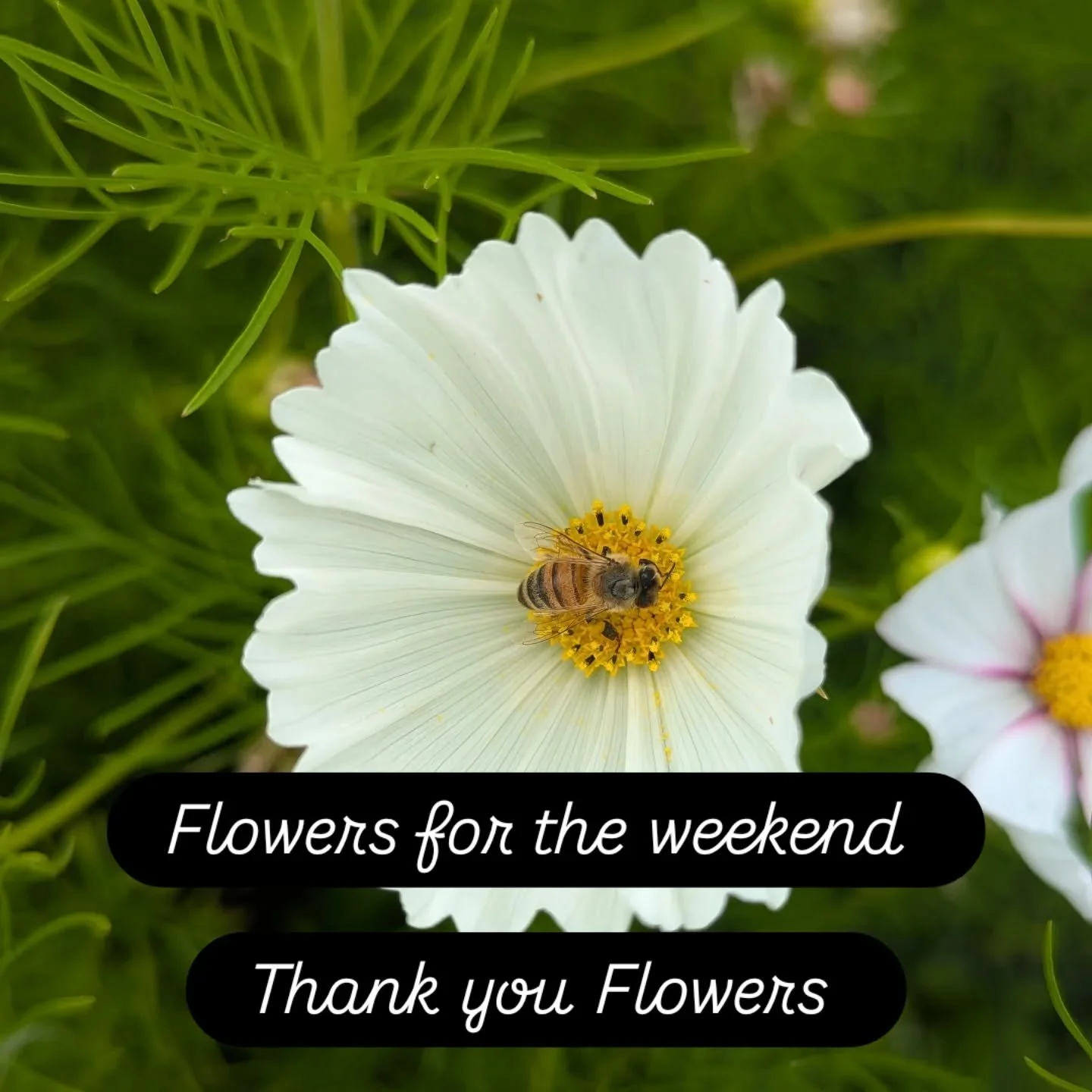 💐 Claypole Mini Farmers Market 💐
We are due to be at @fdoncastersbutchers opposite @claypolevillagehall this Saturday.
🌸🌸🌸
Should the much needed rain arrive on Saturday as 'promised'  it will be possible to collect from me or,  if you live in C