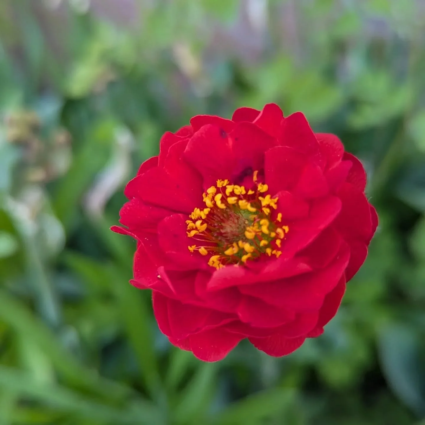 :

💐 A Little Update from the Gate 💐

Hello friends!
It&rsquo;s been a while since I shared what&rsquo;s been going on behind the scenes here at Flowers by the Gate, so I thought it was time for a little catch-up.

The Growing Bit
As ever, the weat