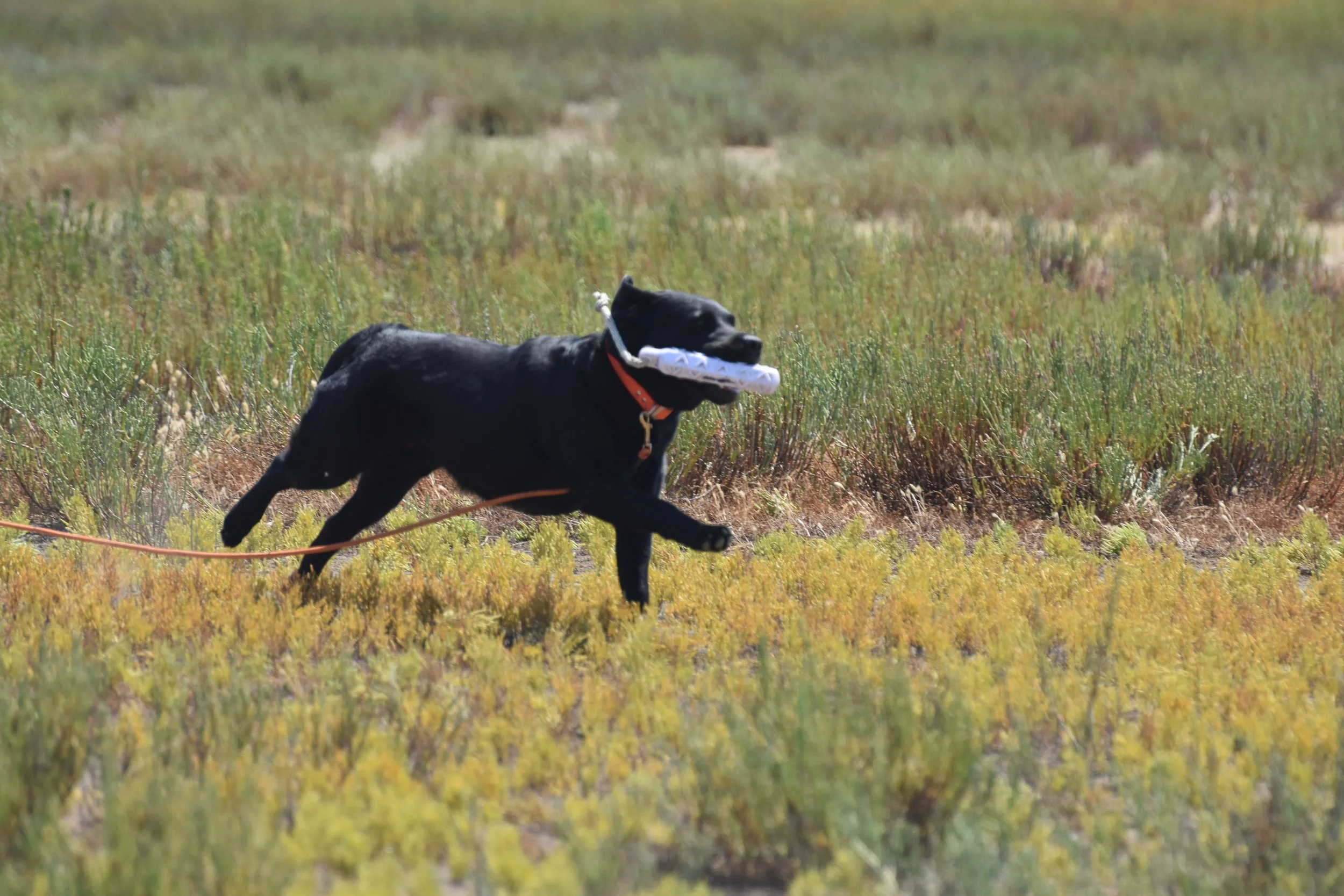 Scarlett retrieving on land 5.jpeg