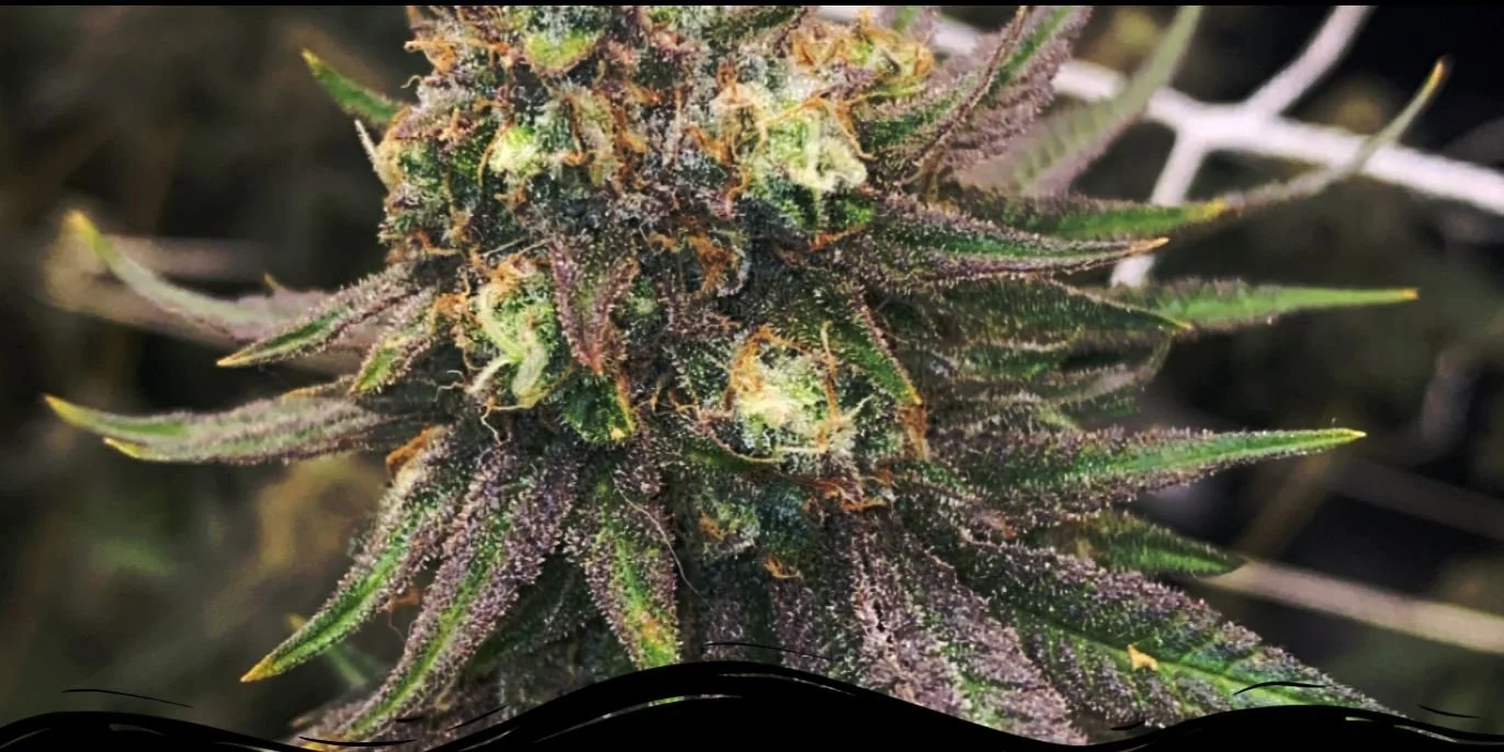 Inertia's Root Premium Small Batch Indoor CBD Bud (9 grams) - $75.00 - - "ELEGANJA" for 10% off 