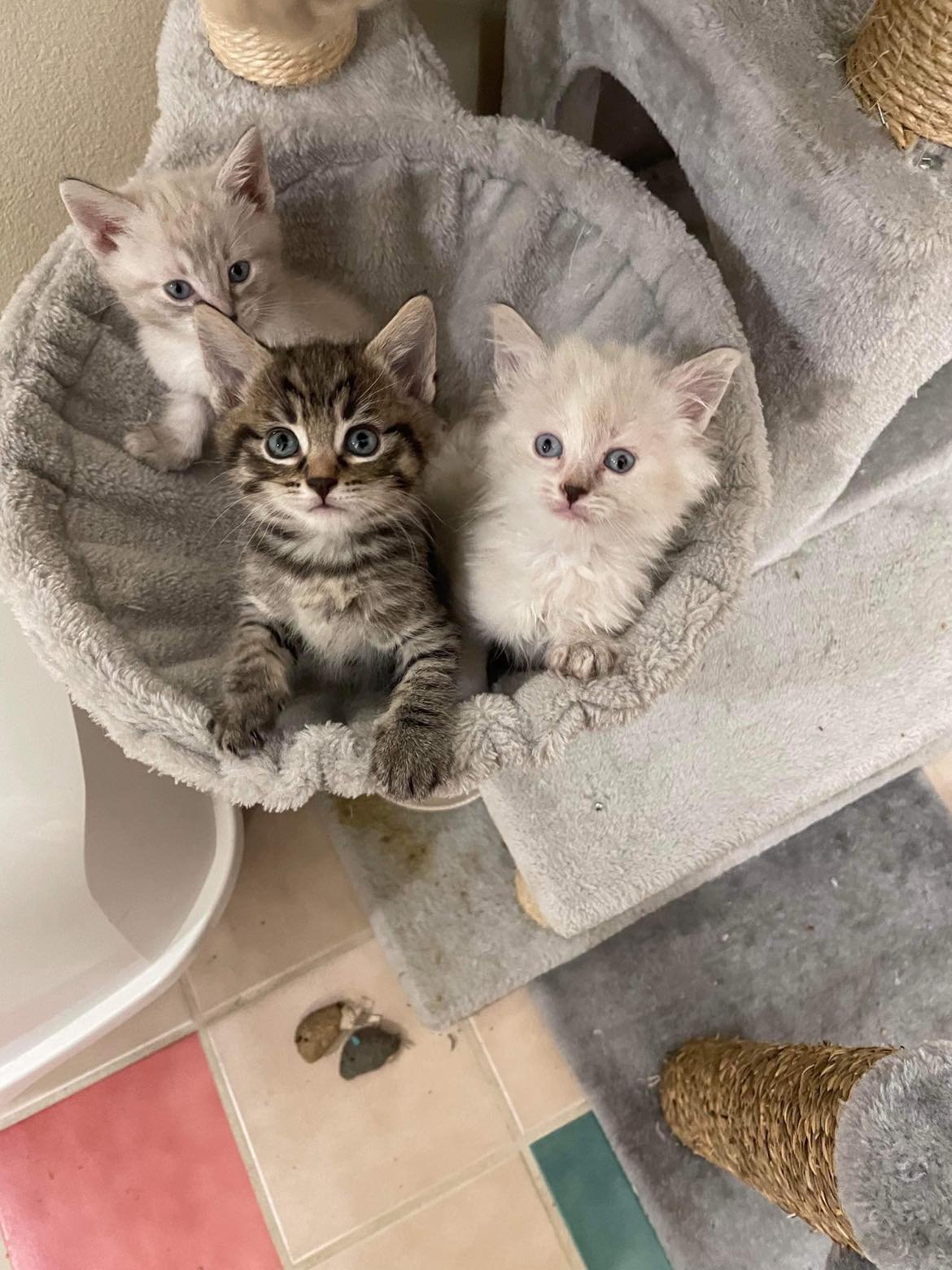 Kitten Season…and Longterm Residents