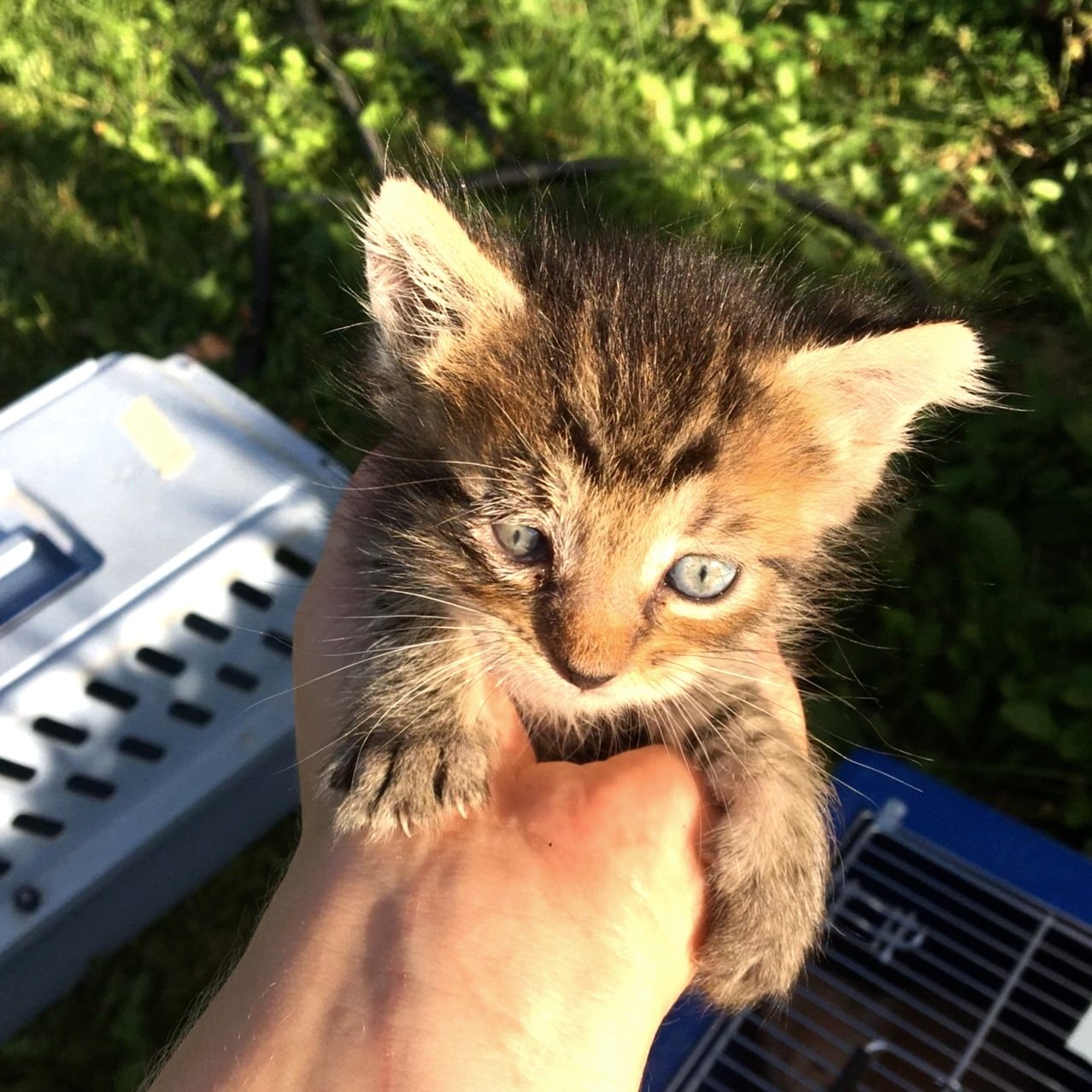 'Heidi's Kittens': Stevi woman forming nonprofit to rescue felines