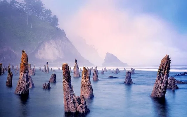 forest-170668216_wwwalamycom_The-Ghost-Forest-at-an-extreme-minus-tide-with-sunrise-and-fog-Neskowin-Oregon.jpeg