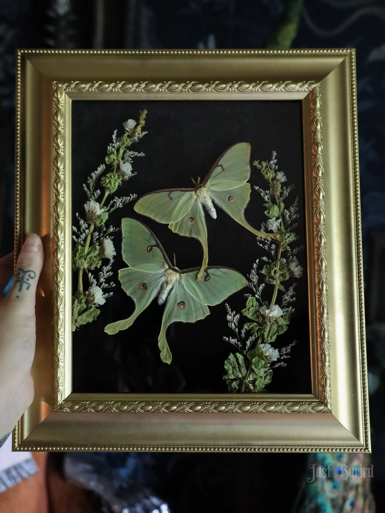 Custom Framed Luna Moths