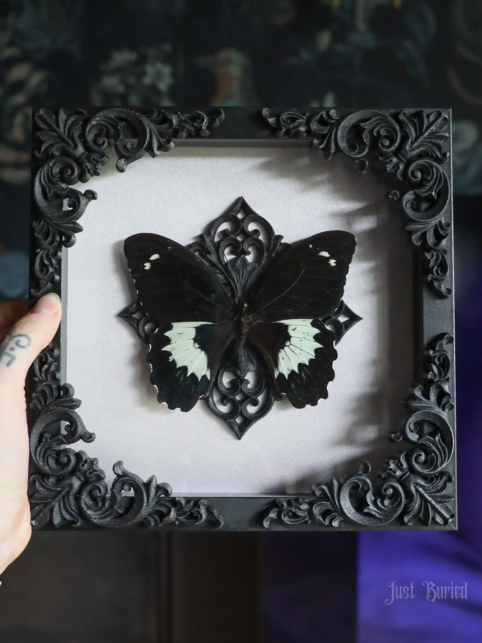 Framed Papilio g. Butterfly