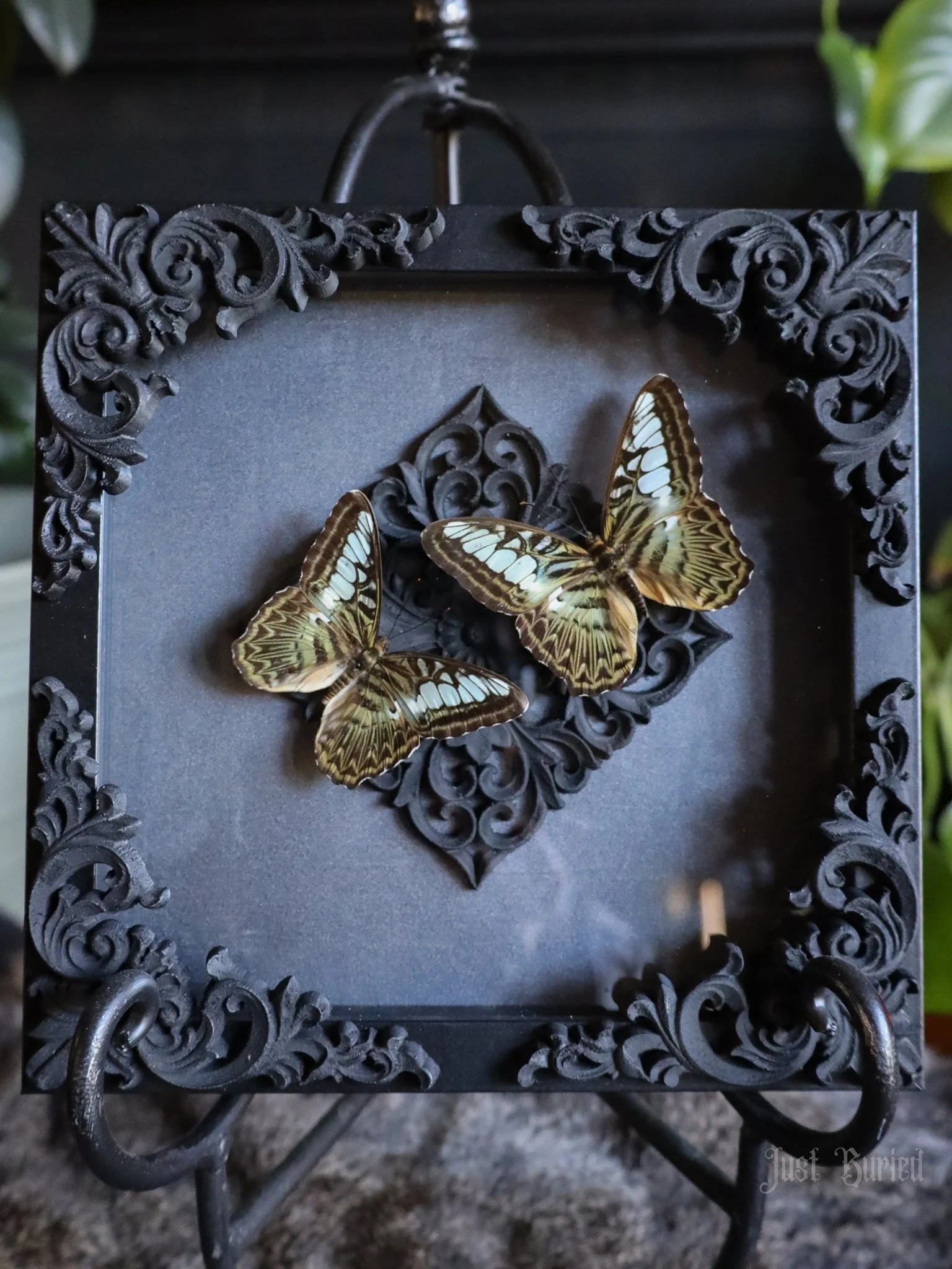Framed Parenthos S. Butterflies