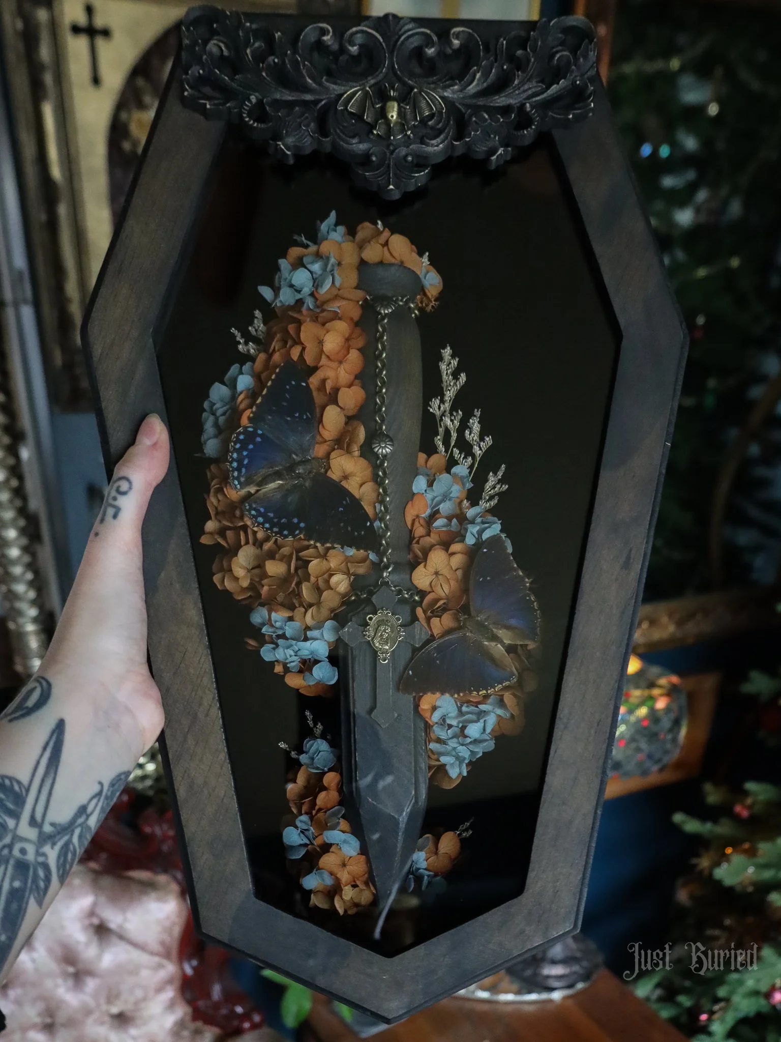 Charaxes T. Coffin Shadowbox