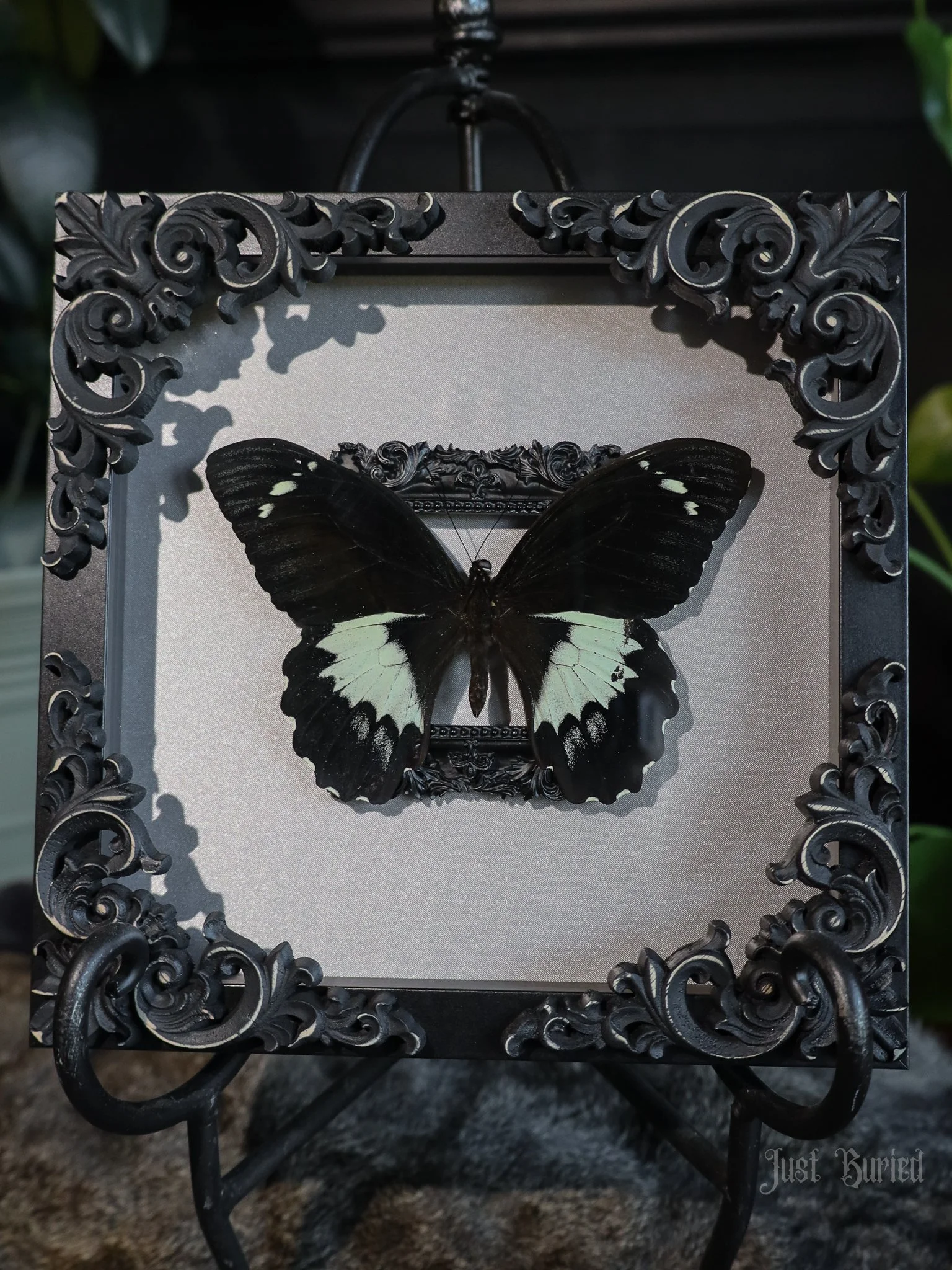 Framed Papilio g. Butterfly