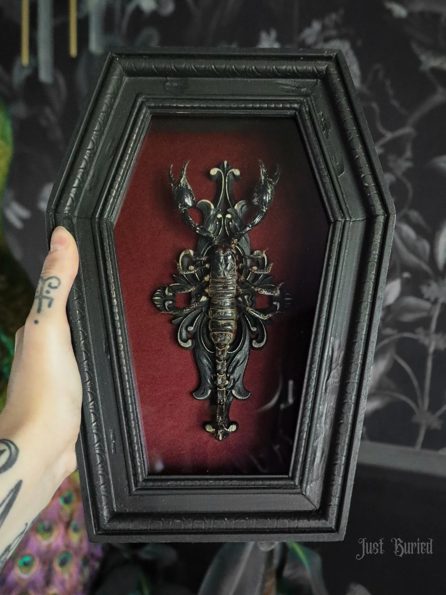 Scorpion Coffin Shadowbox