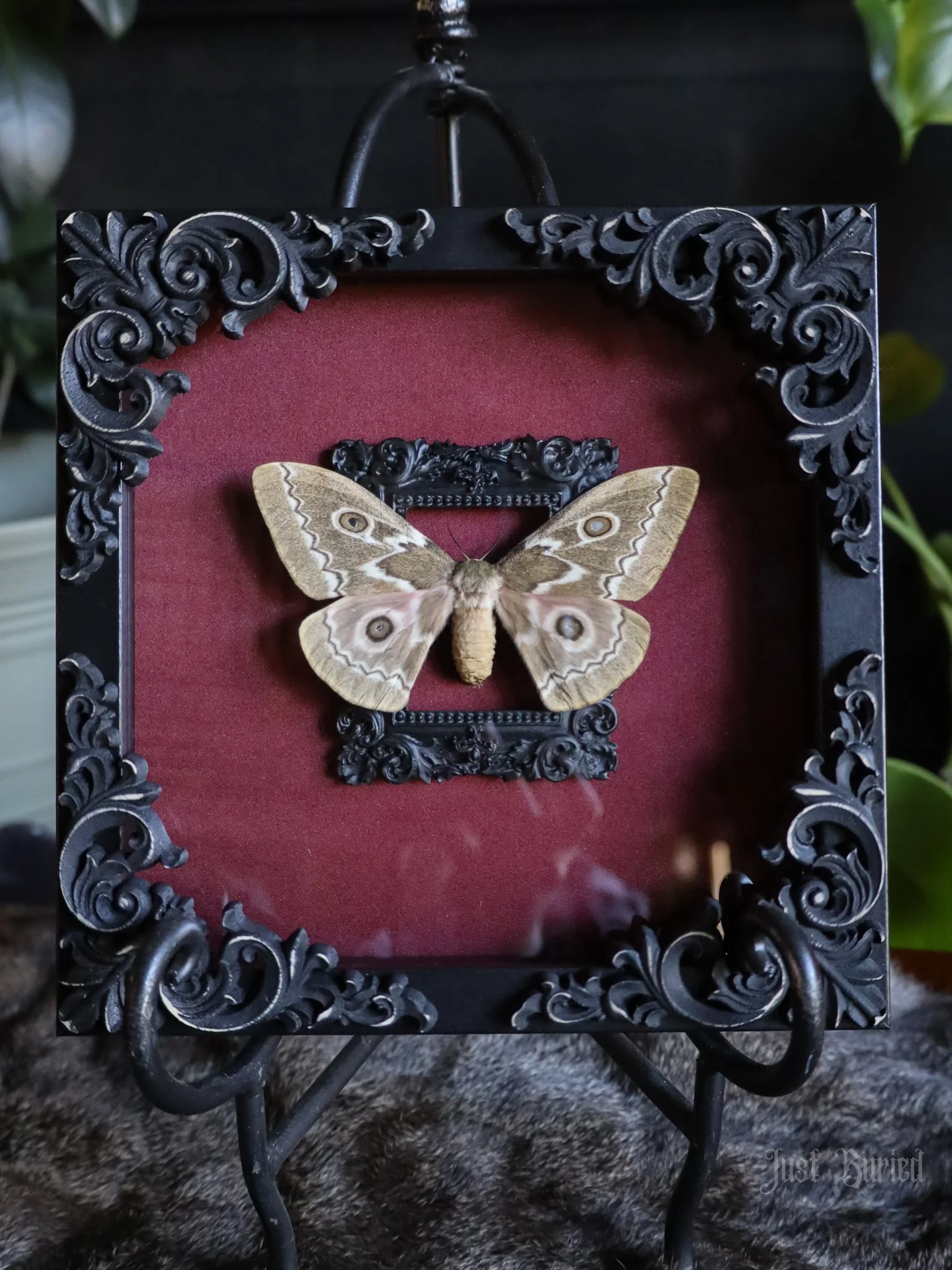 Framed Zig-Zag Emperor Moth