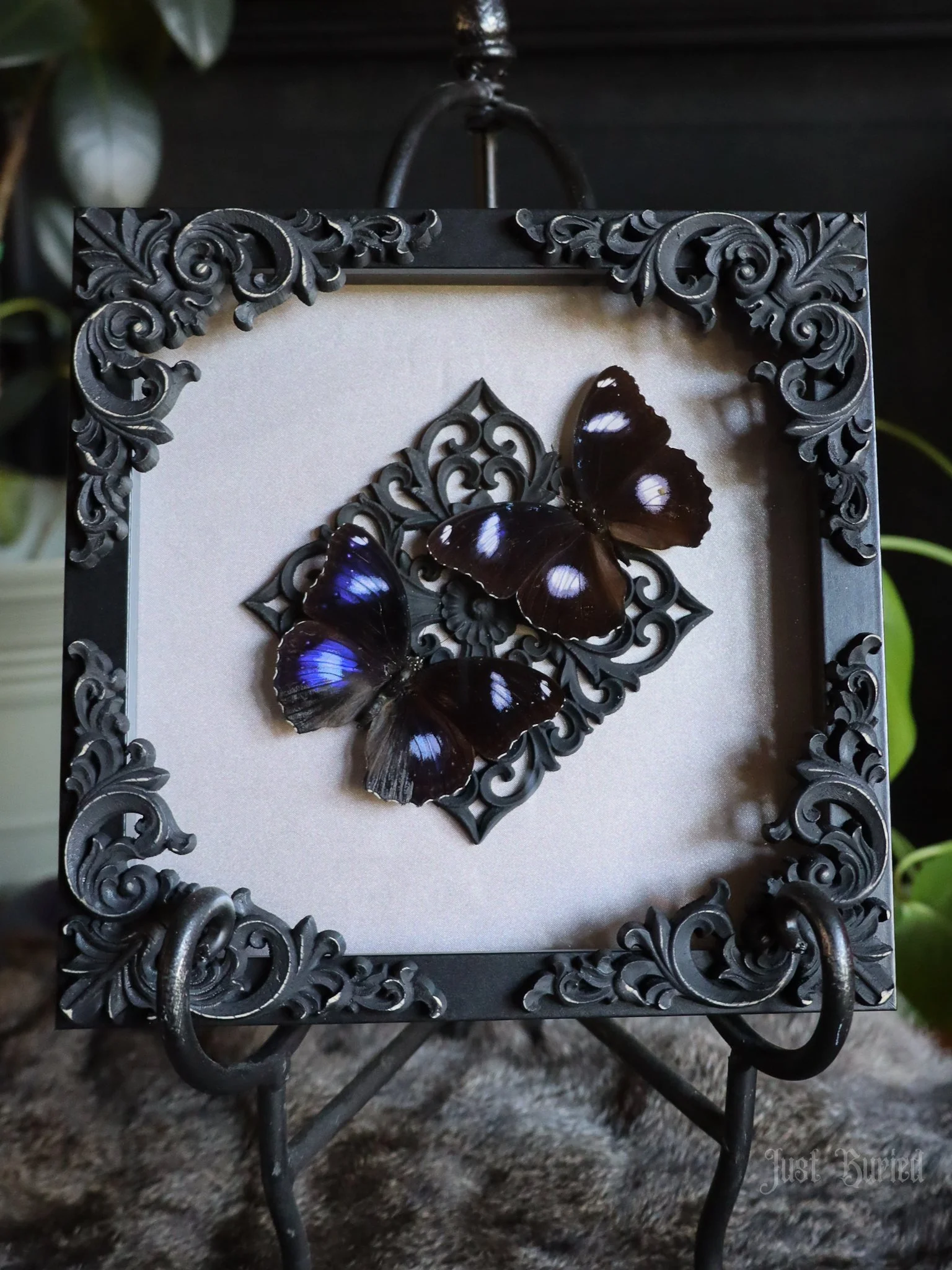 Framed Blue Moon Butterflies