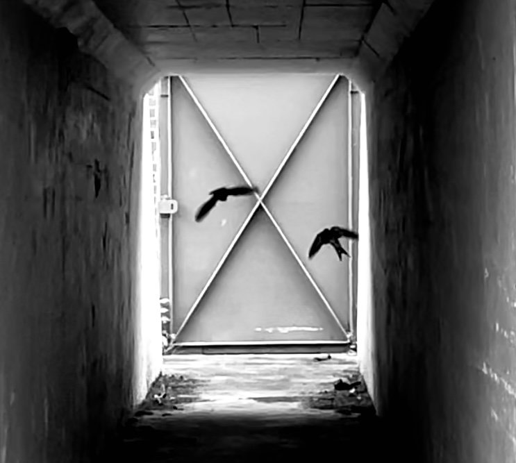 Two birds flying in front of a closed metal gate in a concrete tunnel.