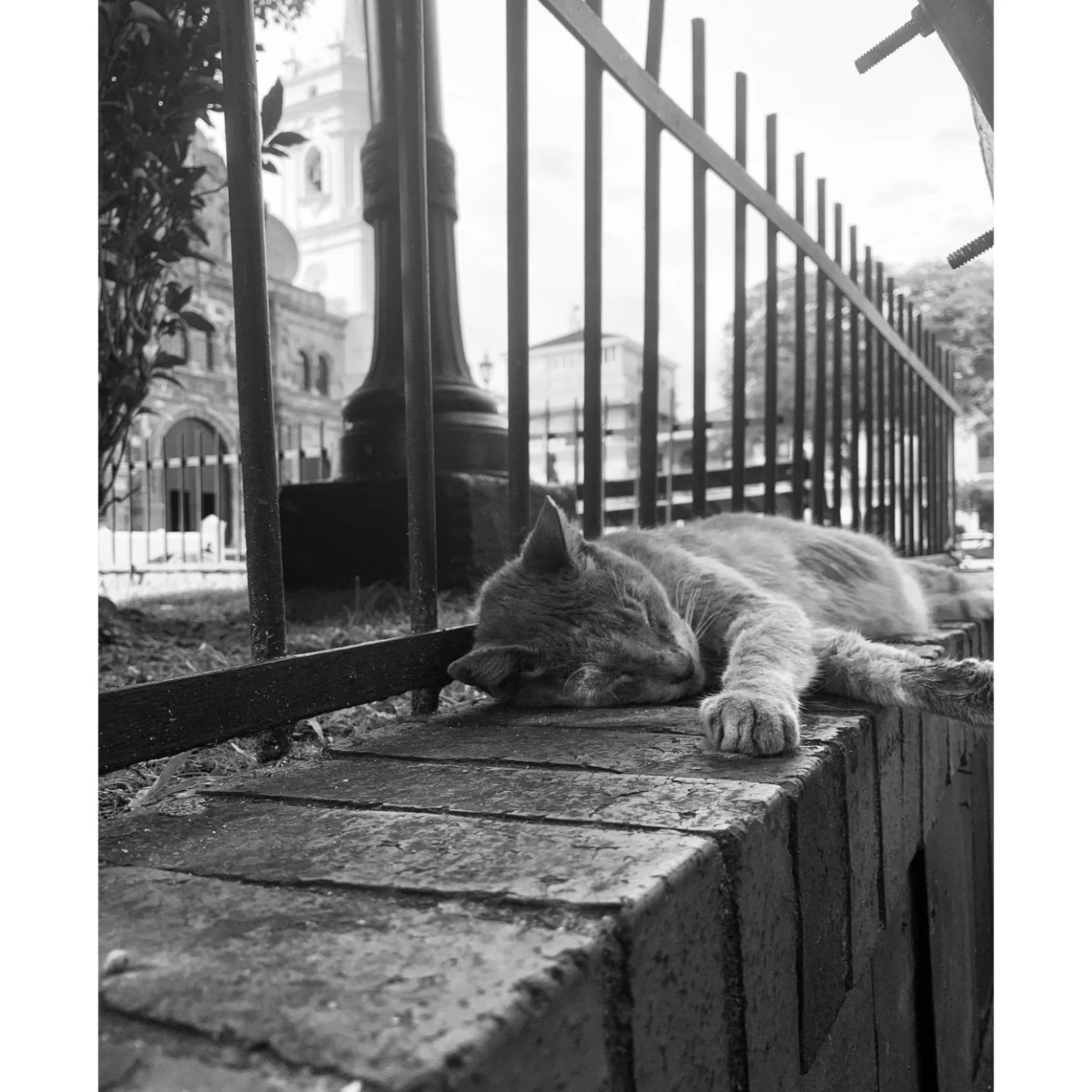 A gray tabby cat sleeping on a brick ledge near a metal fence, with a city street and historic buildings in the background.