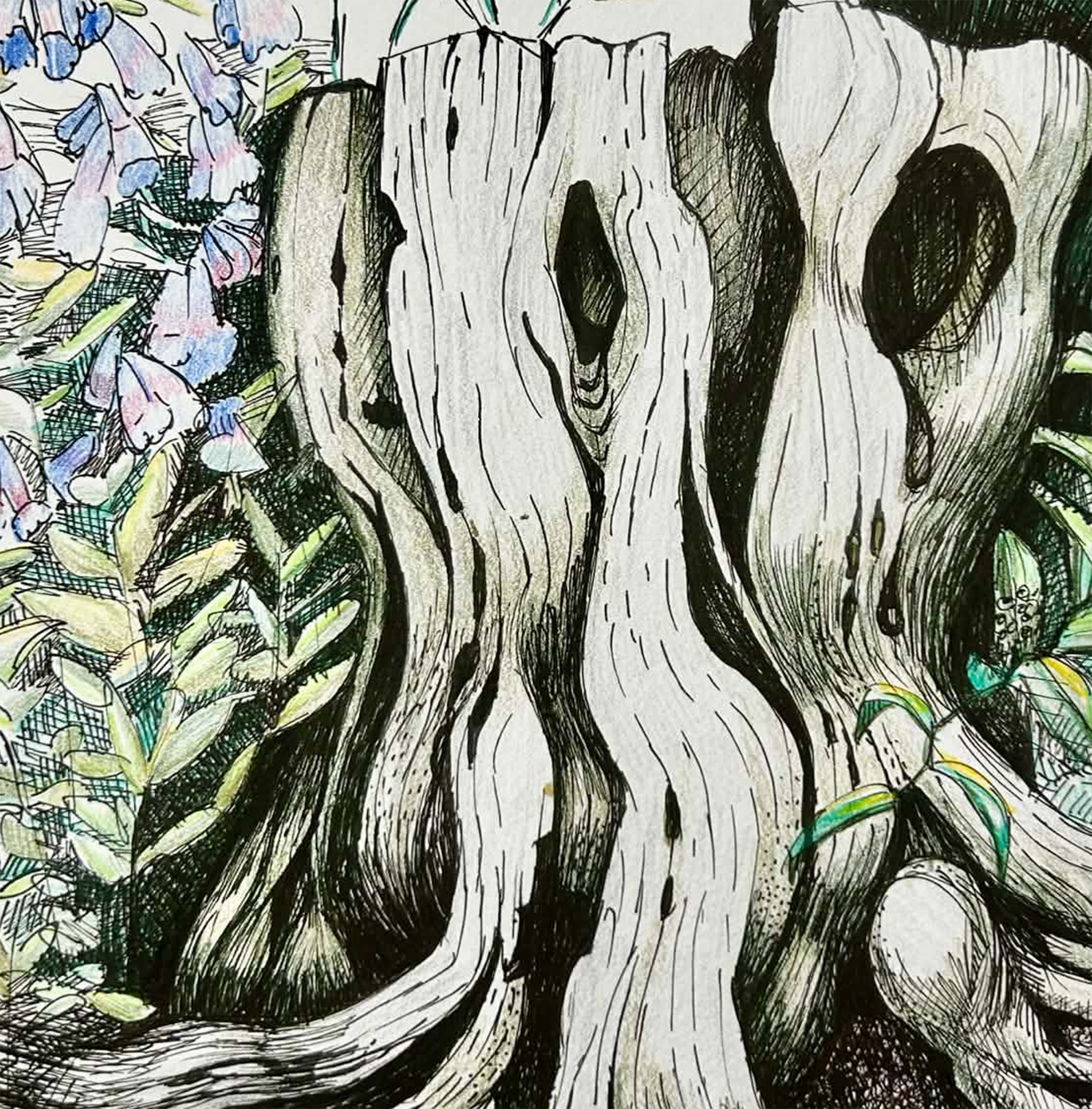 detail Ol Stump 3 with Flowers Ink Colored Pencil unframed print on Velvet Arches archival Watercolor Paper 14 x  10.5  2015 200.png