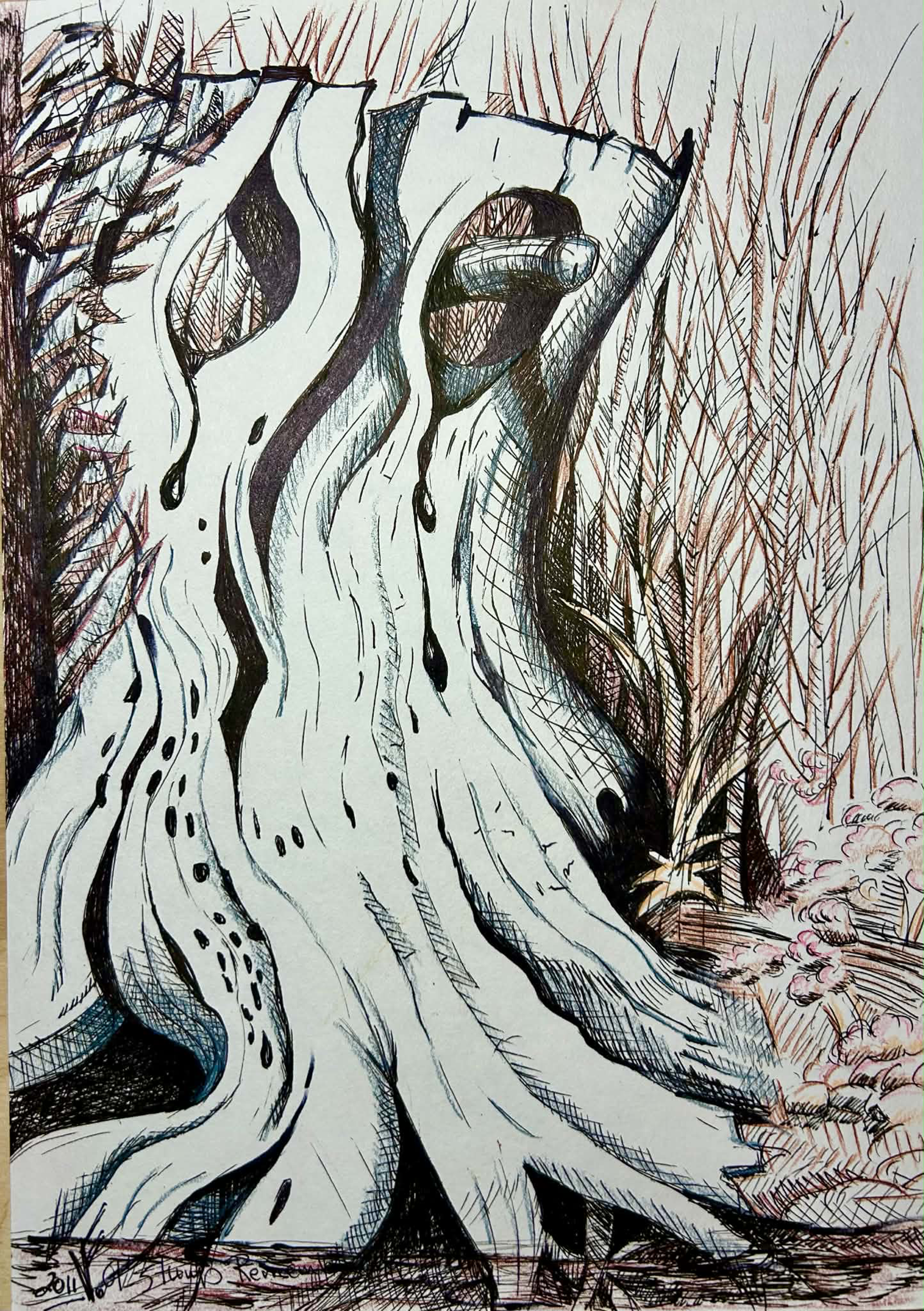 Val Frank , 'Ol Stump 2' 'Remembers',  Ink, Colored Pencil, Unframed print on Velvet Arches, archival Watercolor Paper, 12" x 8.5".5,  2011