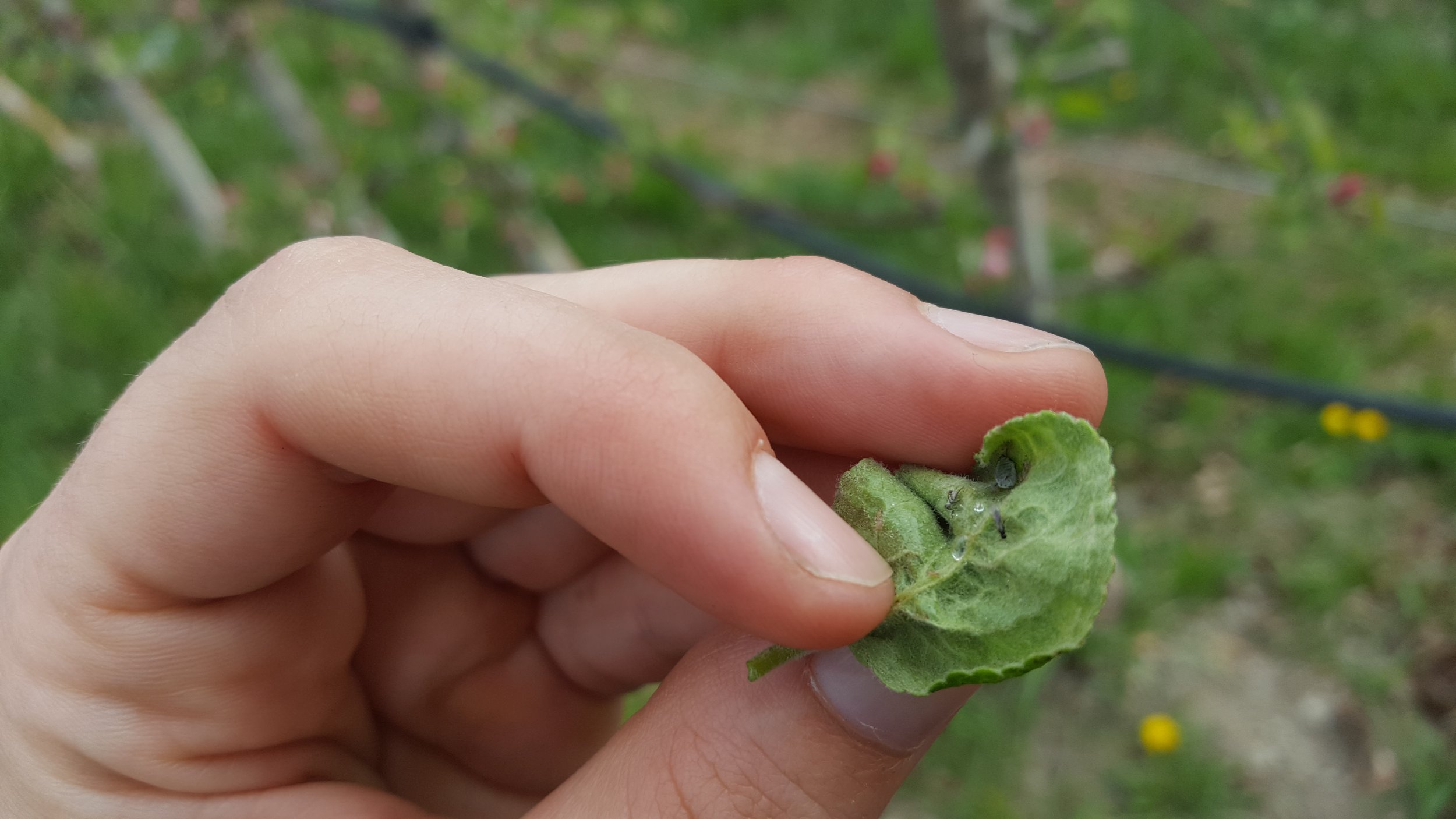 Early season rosy apple aphid control