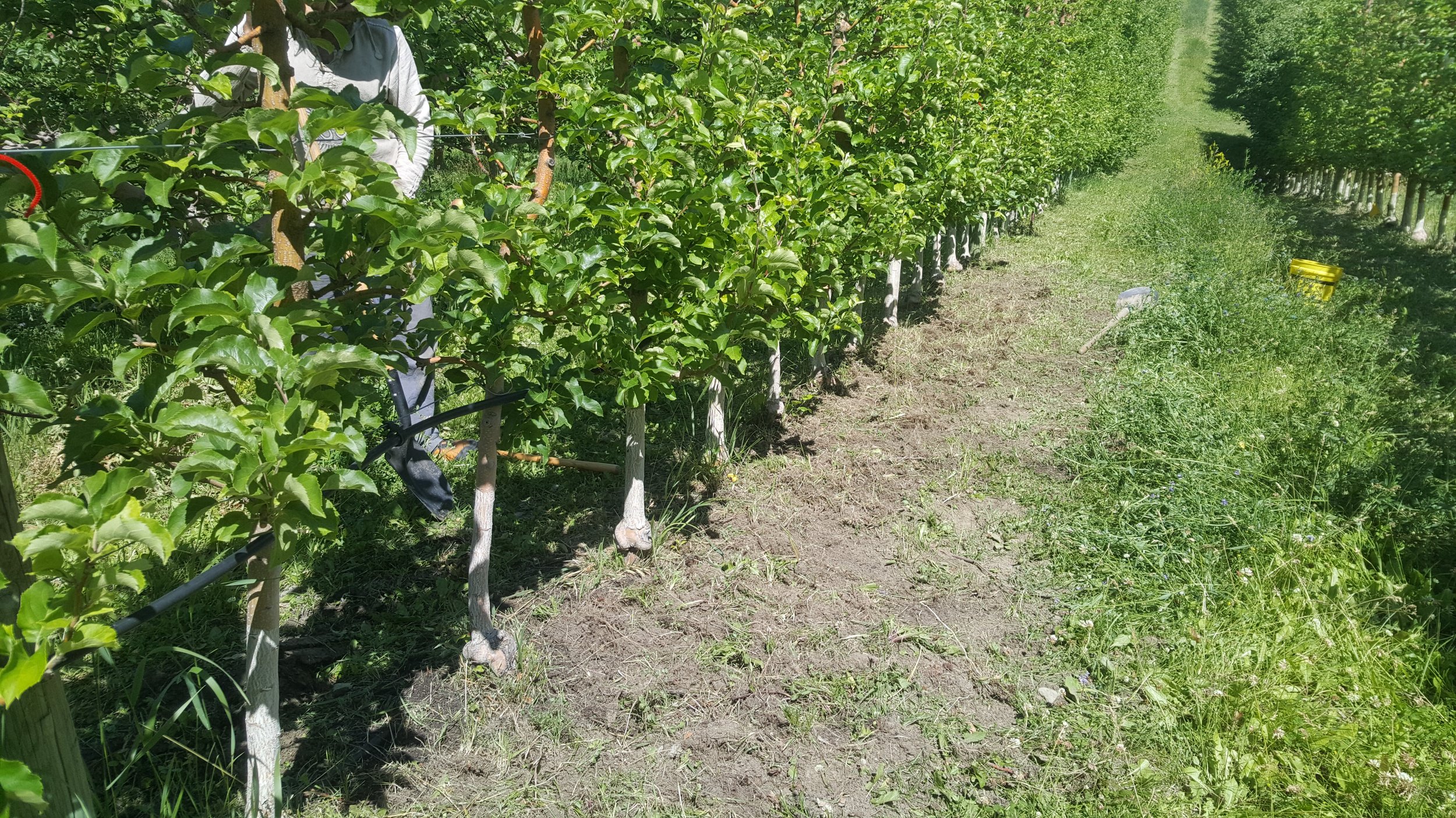 An available source of phosphorus for organic orchard soils?