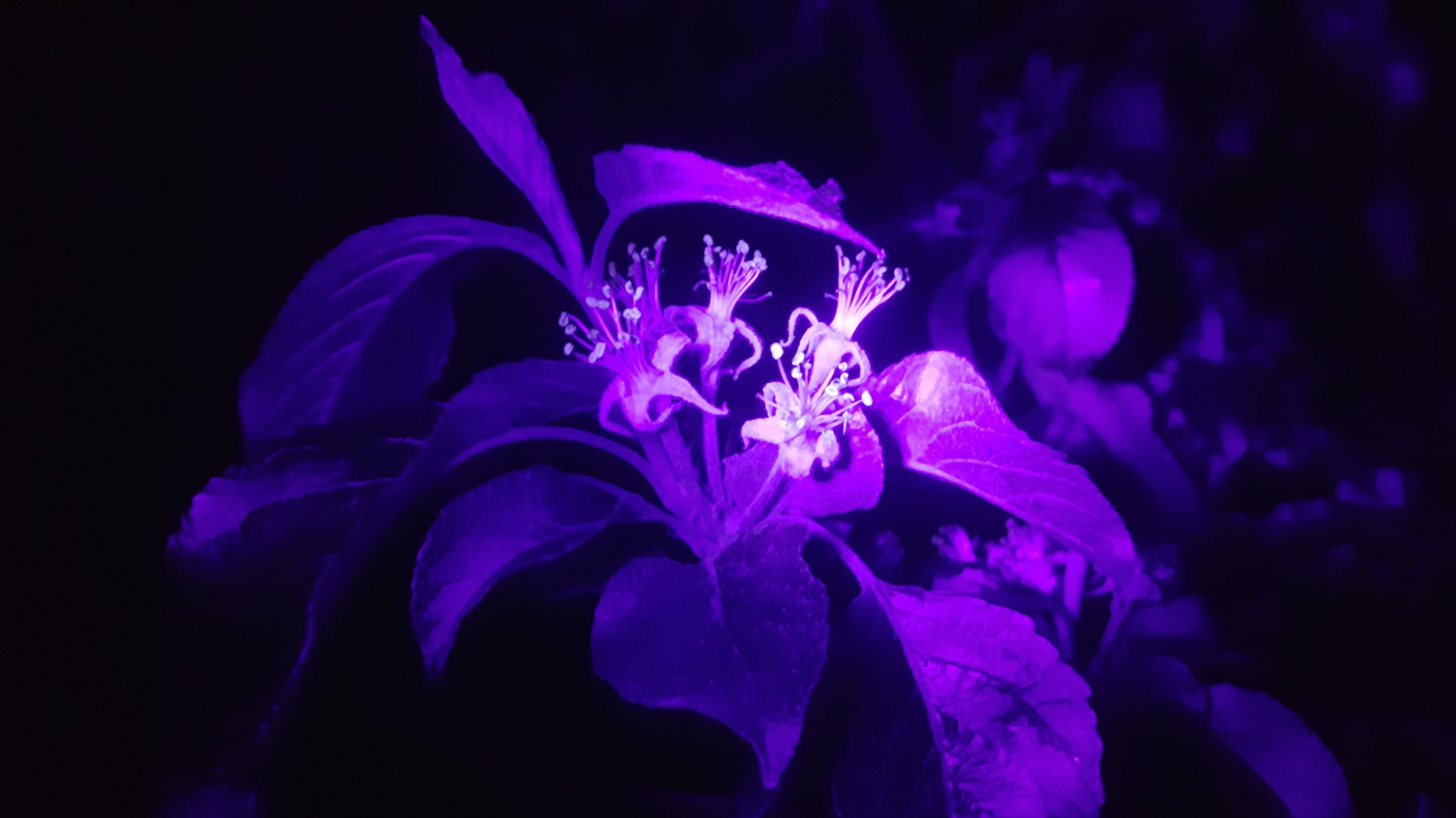 Observing the orchard by blacklight