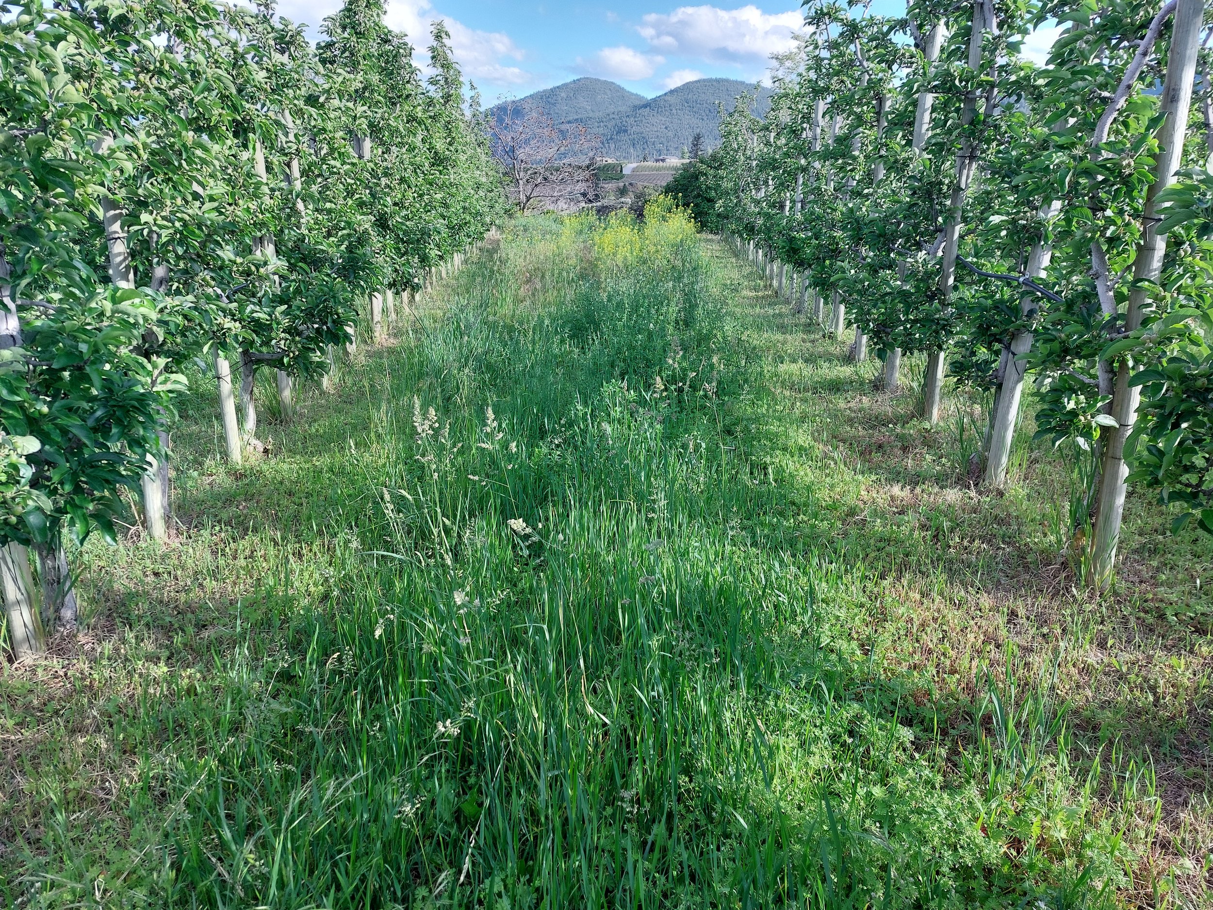 Managing Ground Vegetation in an Organic Orchard