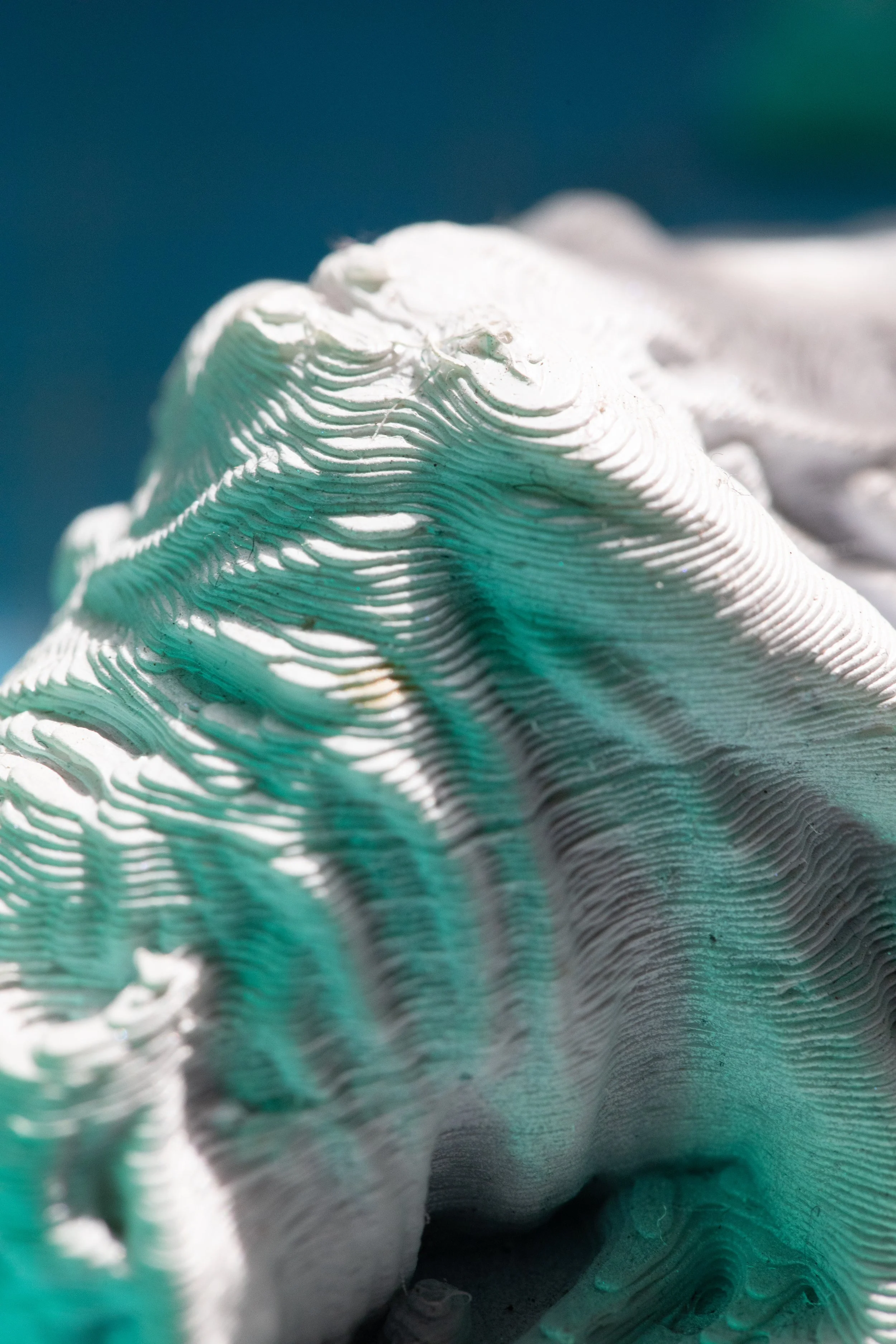 PB_Macro set 1_FA22-060.jpeg