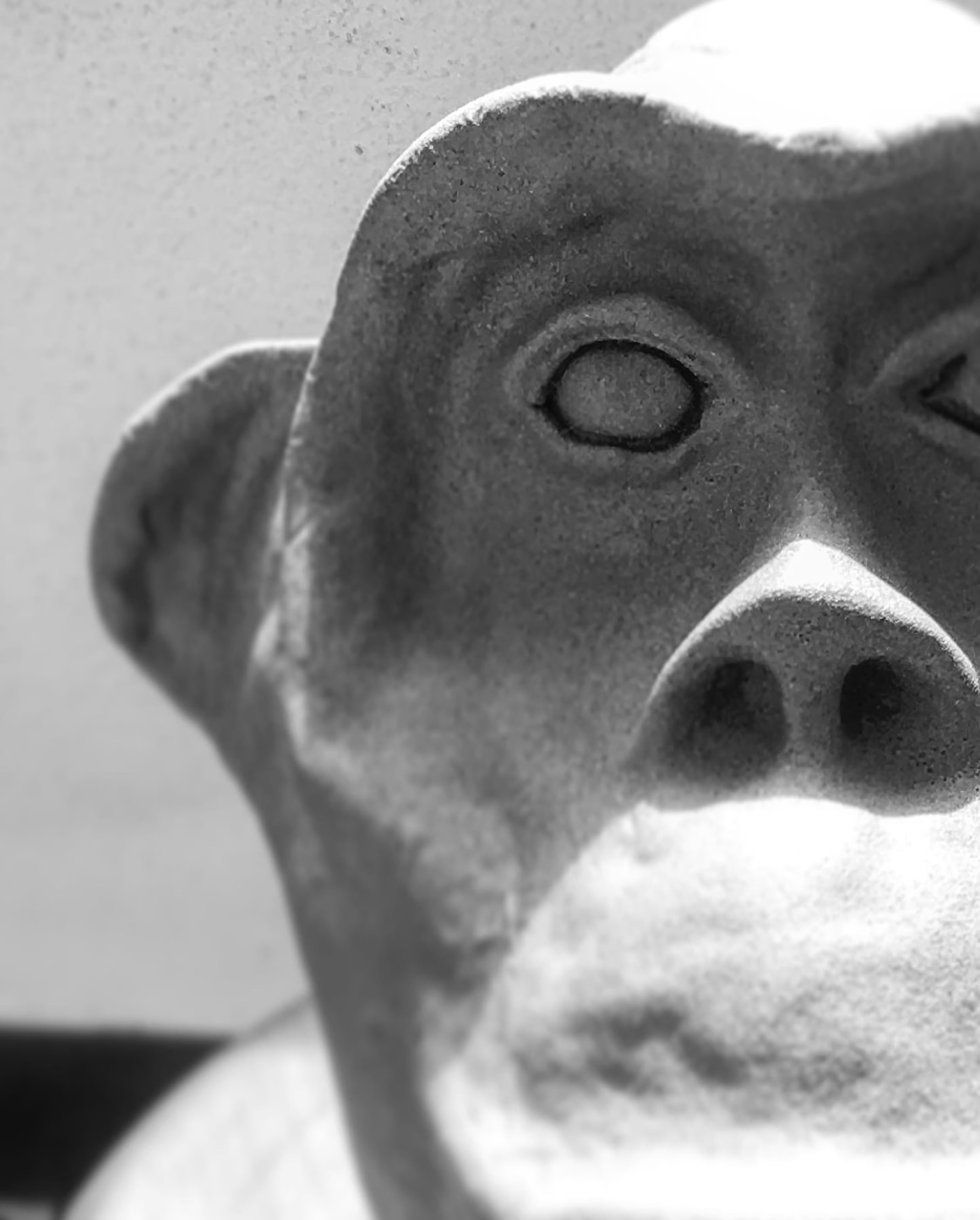 andre-camaleao-macaco-7-criancas-loucas.jpg