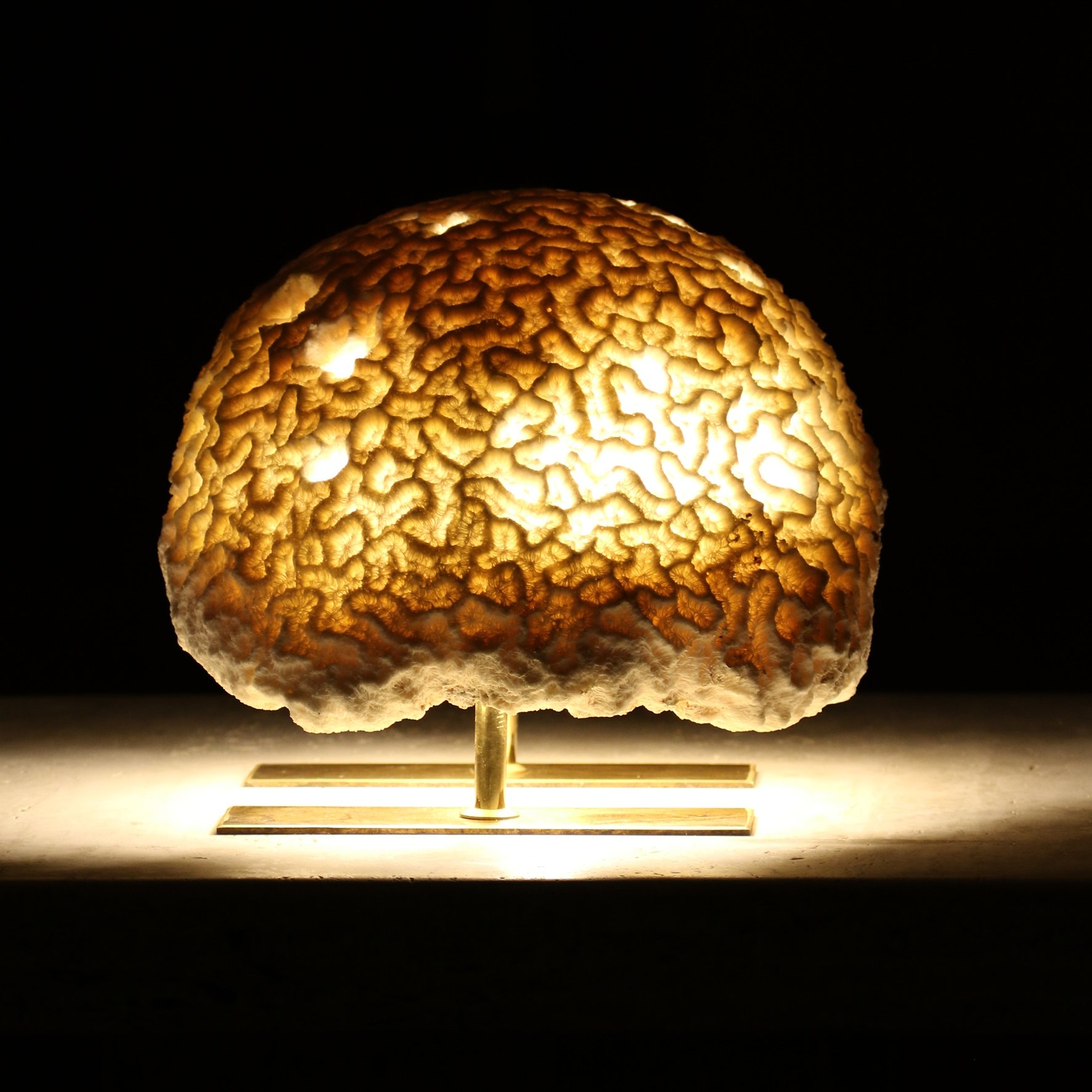 1L3A46136_Brain_.jpg