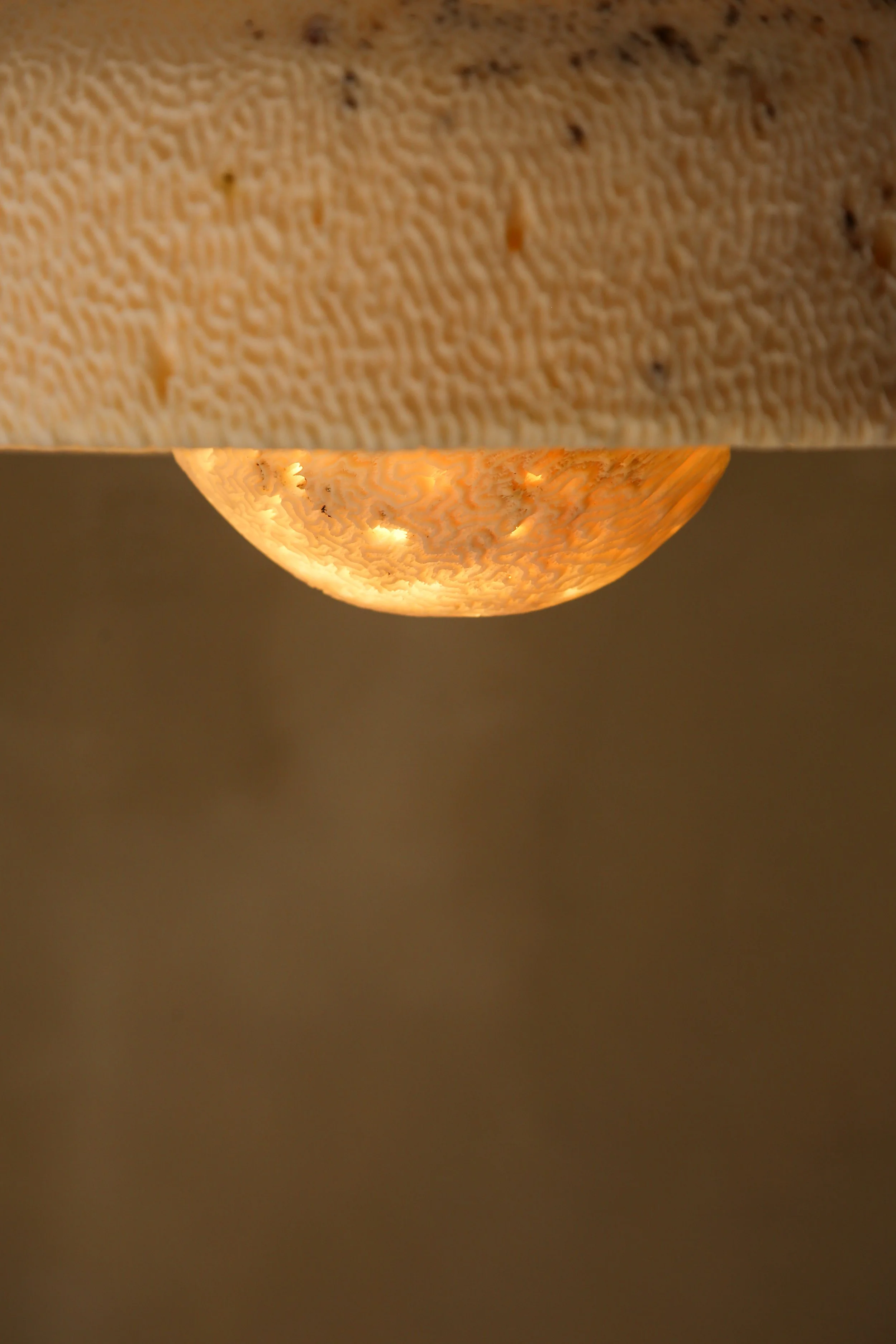 HP-PEARL-BRASS_2.jpg
