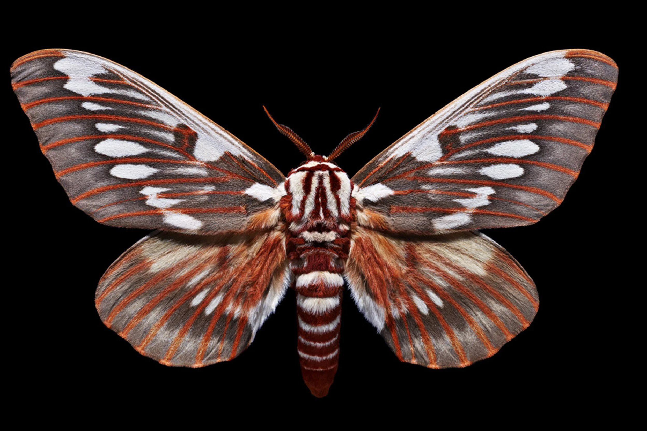 HICKORY HORNED DEVIL RED SATURN - CITHERONIA SPLENDENS_black_RGB.jpg