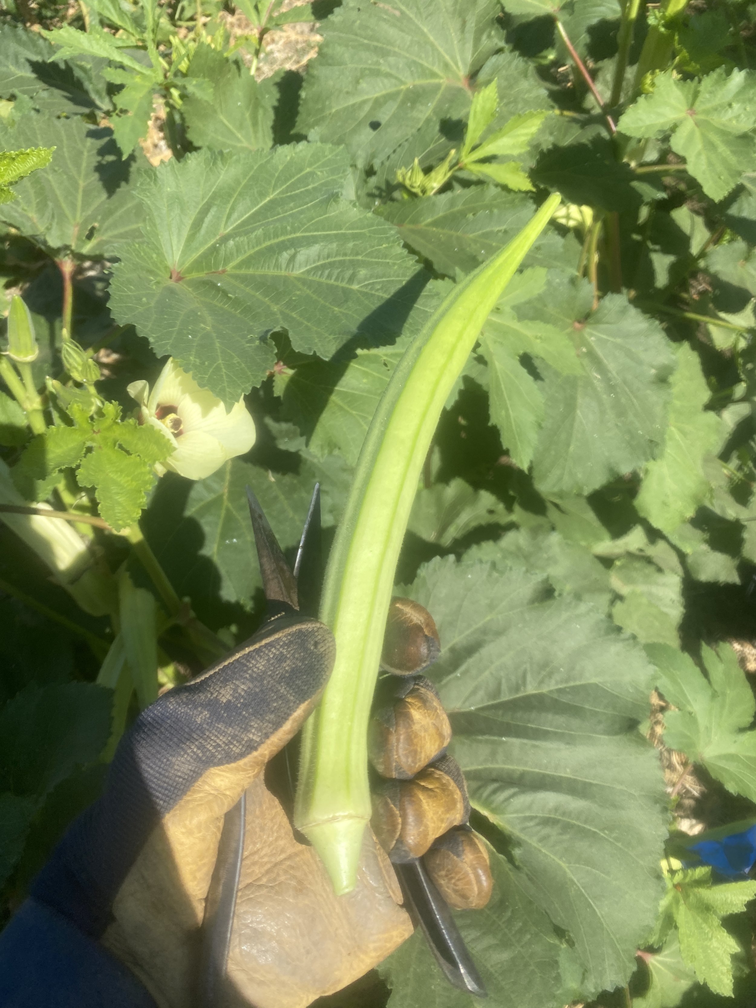 Burmese Okra