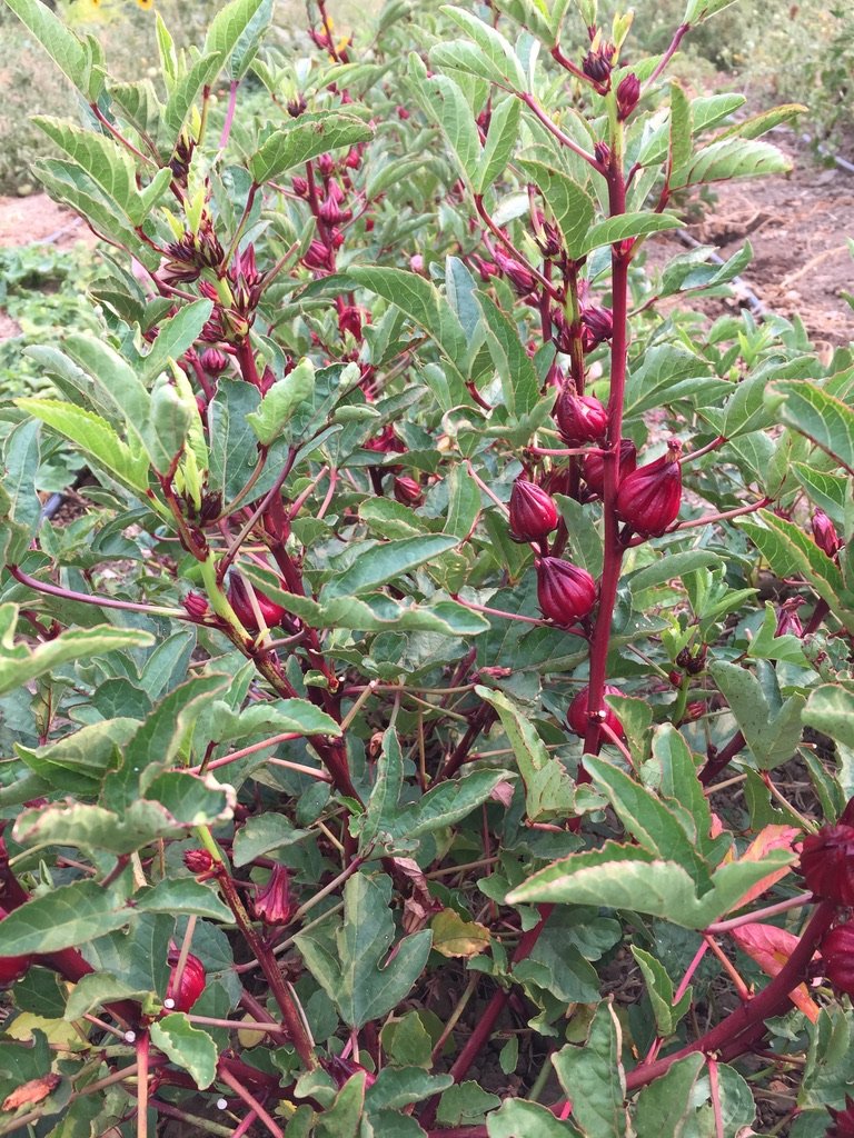 Roselle
