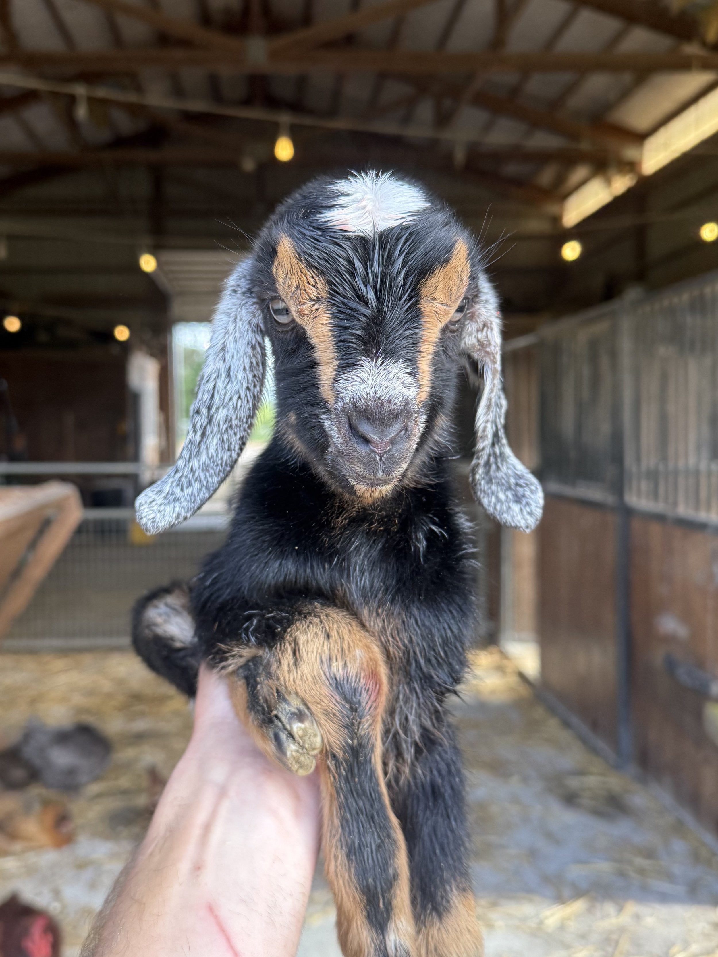 BAILEY, black Nubian buckling, lots of small white spots. Disbudded. DOB: May 11.
