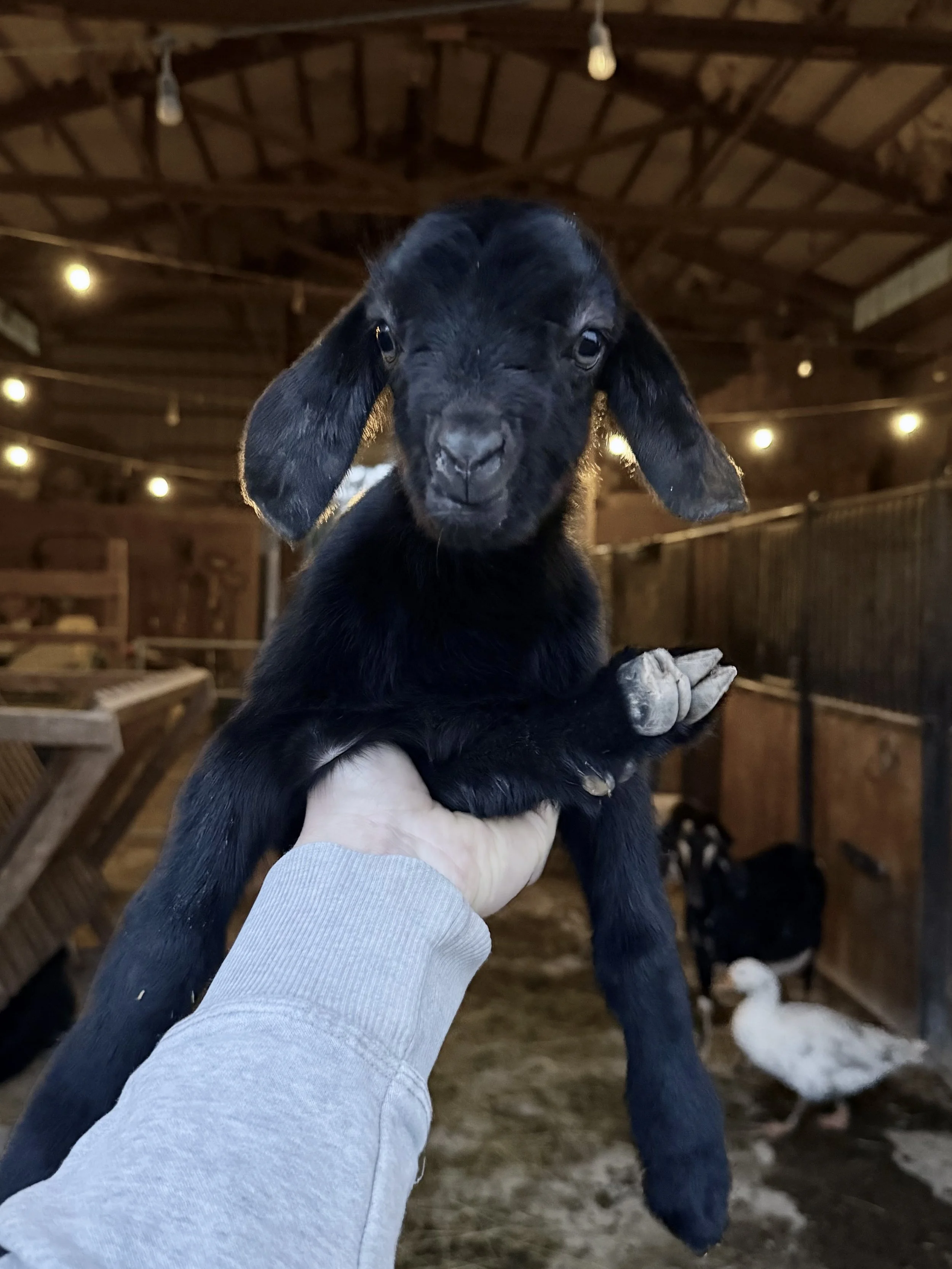 LOU: doeling, disbudded. 