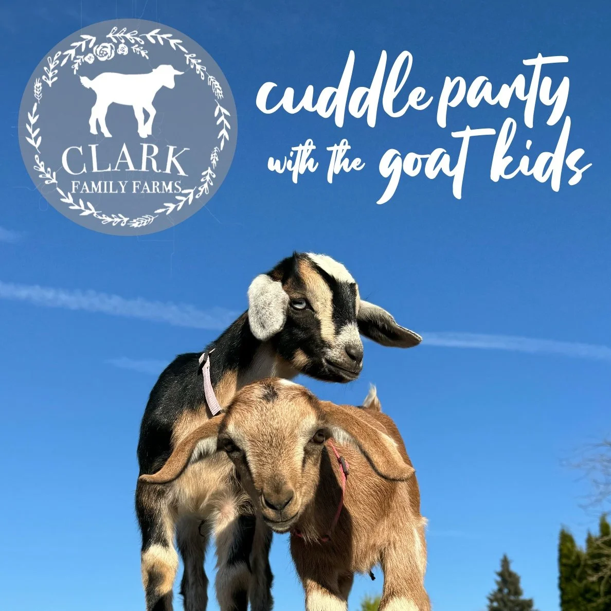 Cuddle Party with the Goat Kids!
