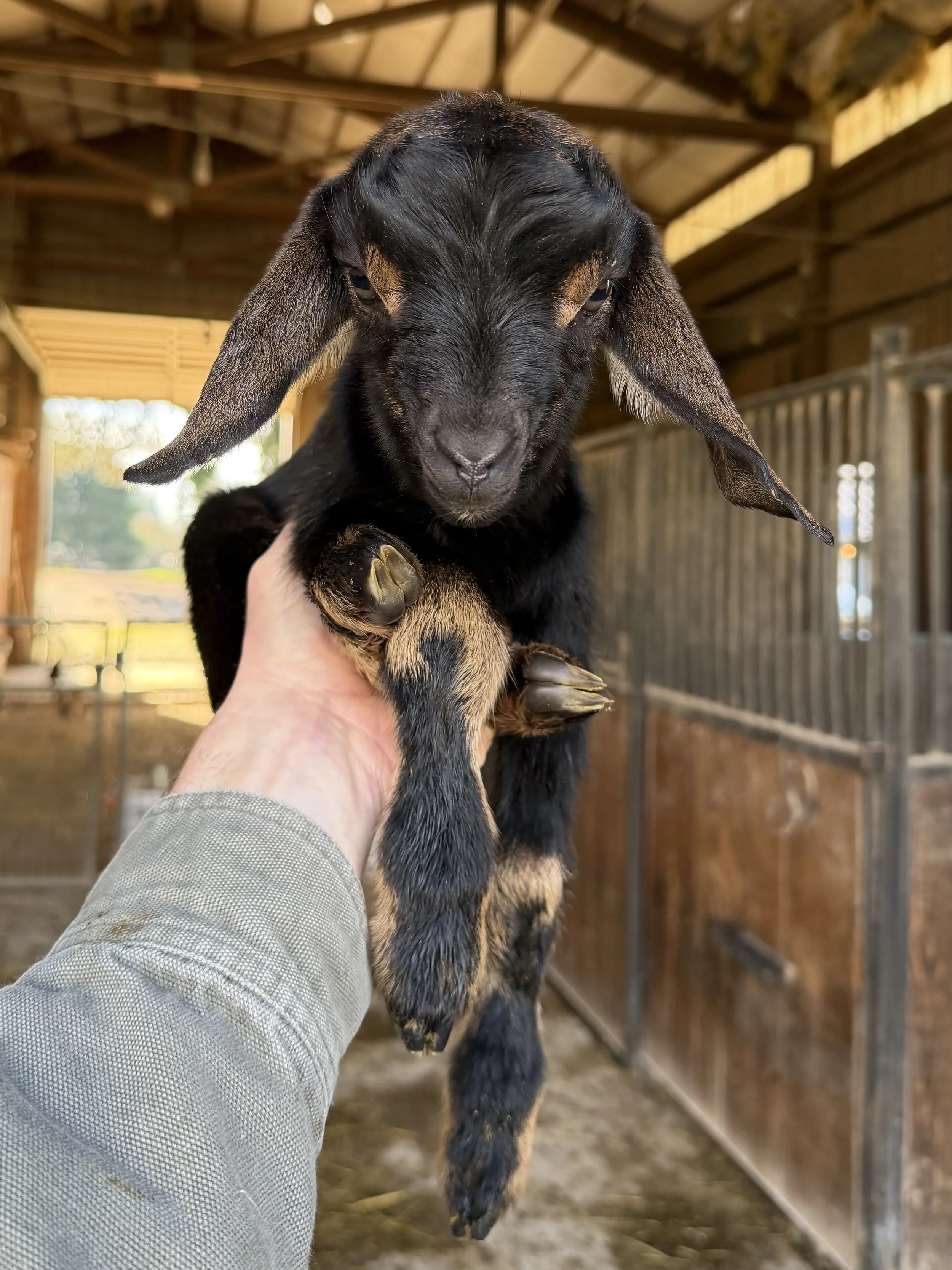 VICTORIA: doeling, disbudded. 