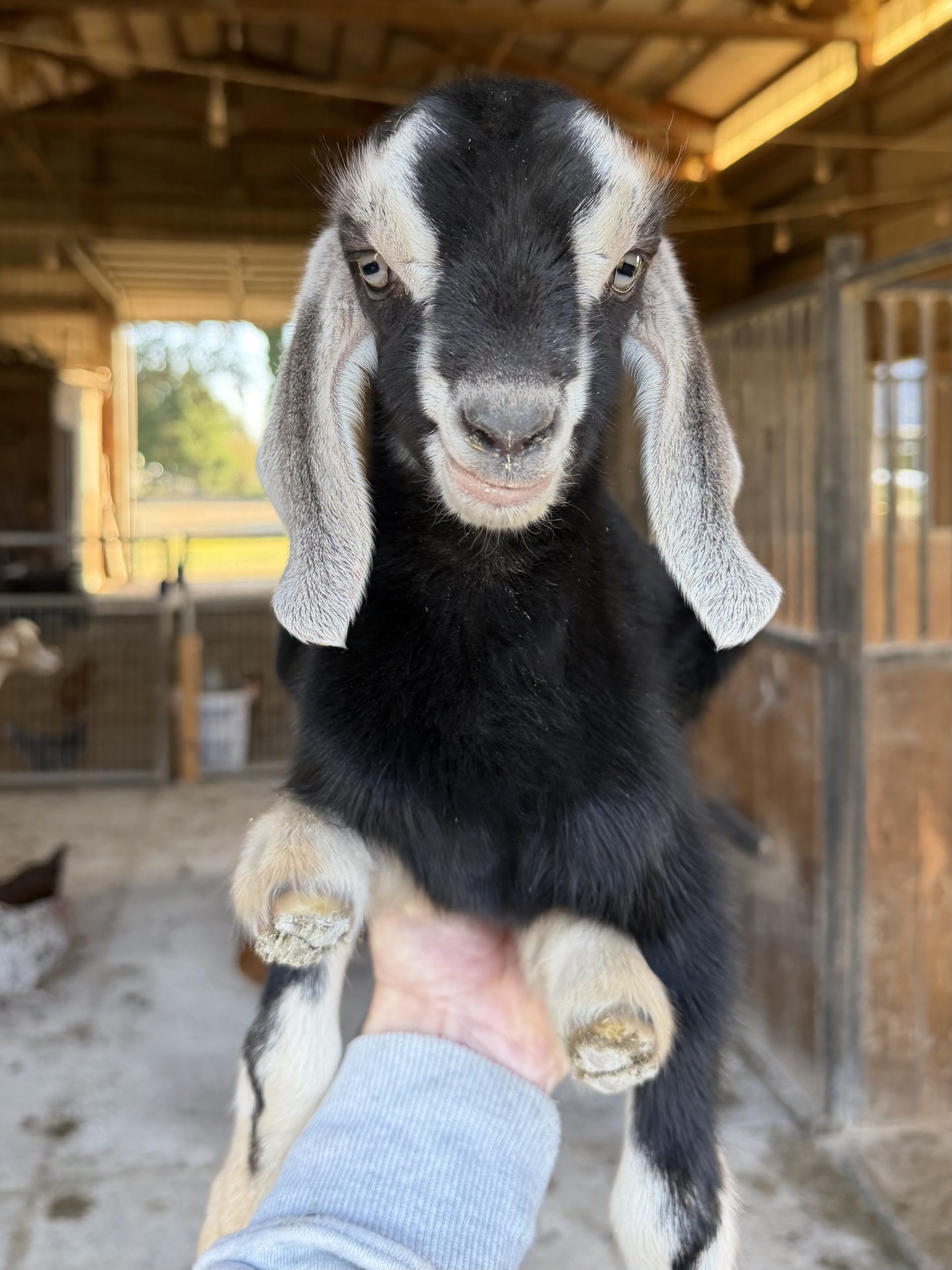 SEAMUS: buckling, disbudded. 