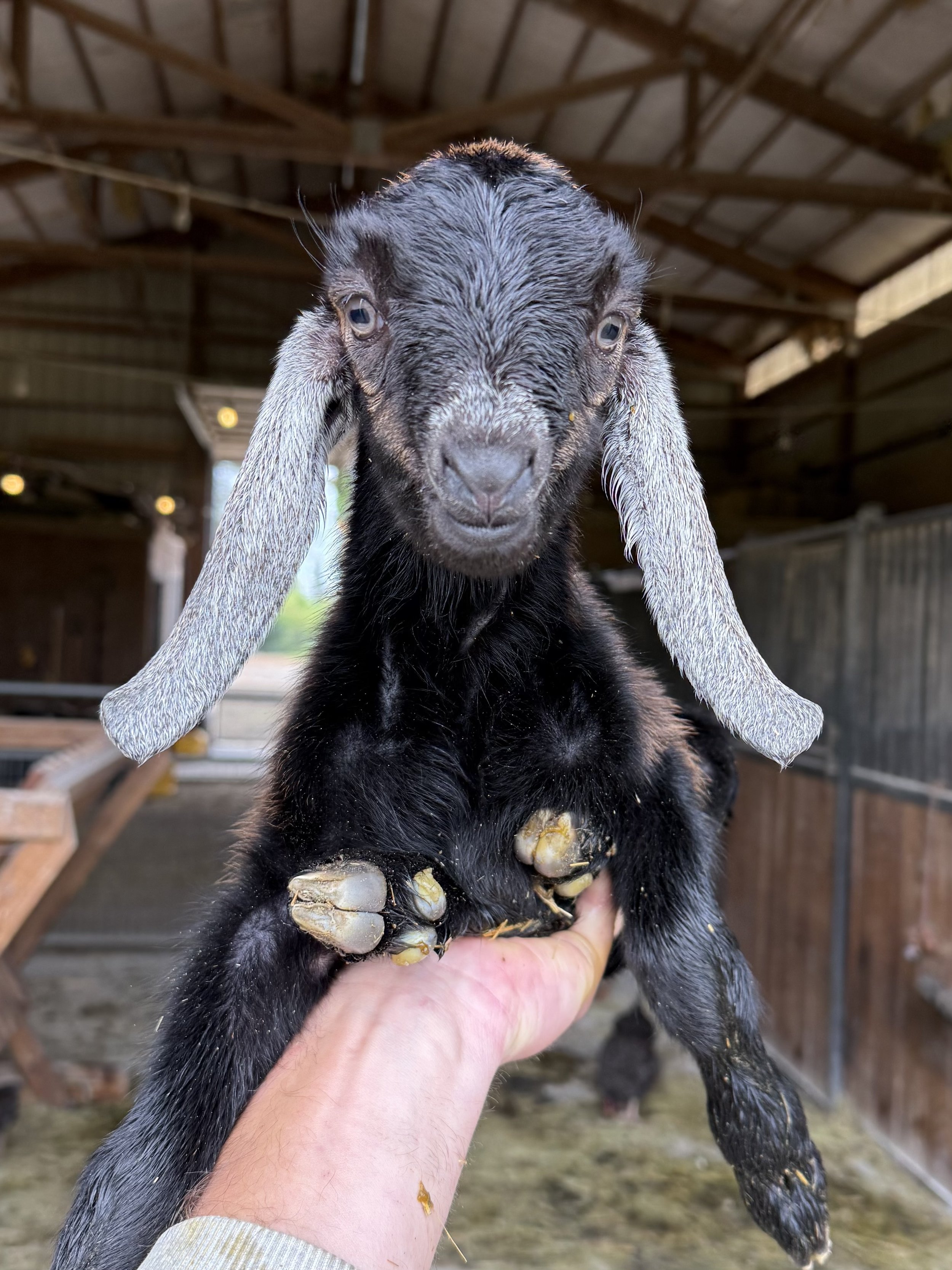 ATTICUS, black Mini-Nubian buckling, frosted ears. Disbudded. DOB: April 28. Full sibling to Atticus.
Scout & Atticus are technically Mini Nubian, but for all intents and purposes present more towards the Nubian side.