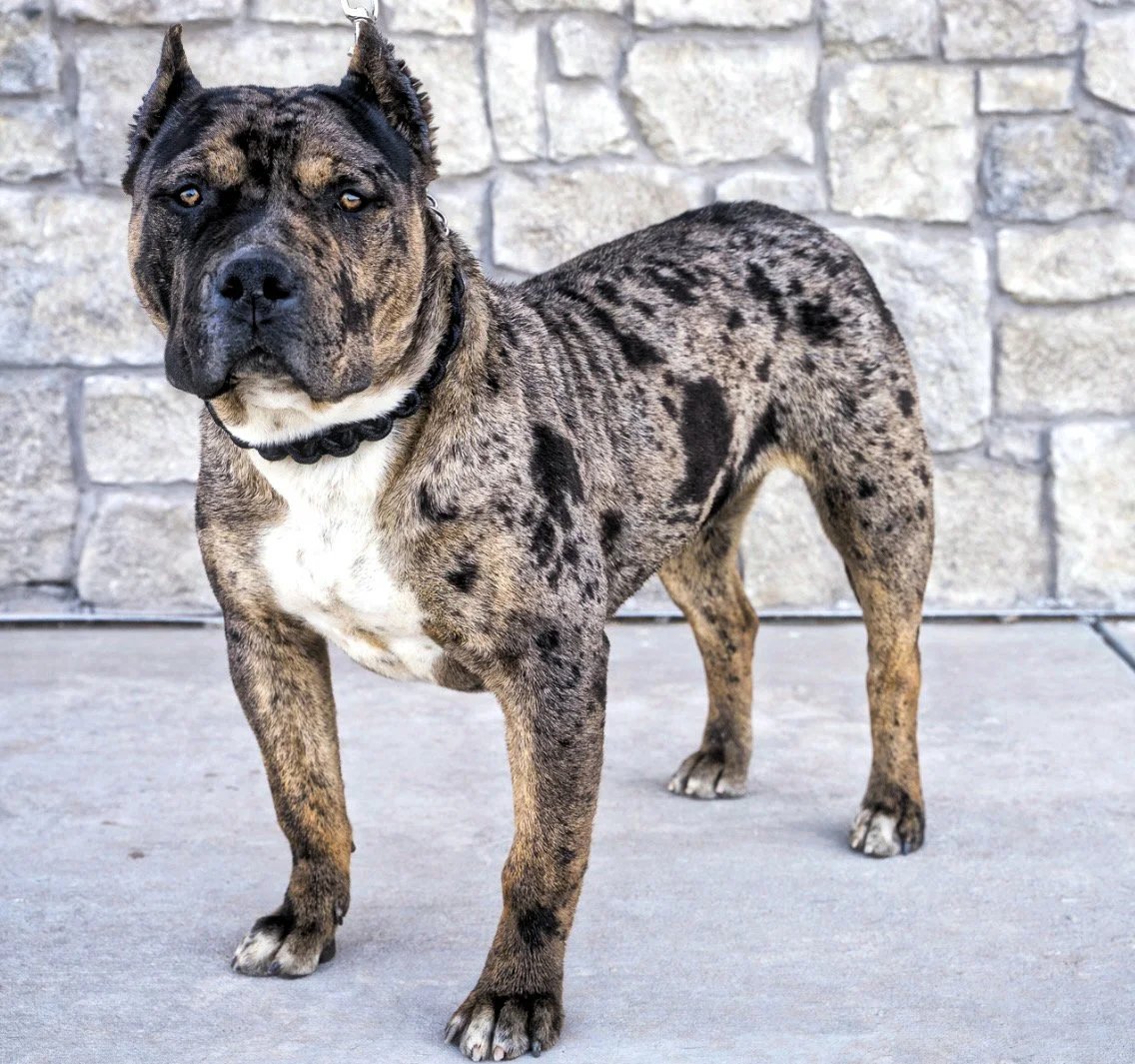 Females — ROGUE KENNELS