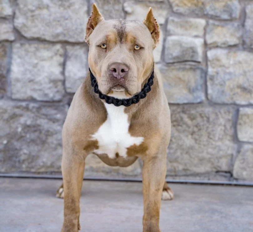 Females — ROGUE KENNELS