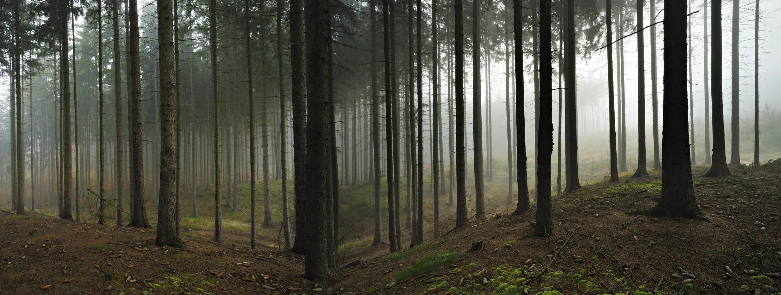 Wald_471335915.jpg
