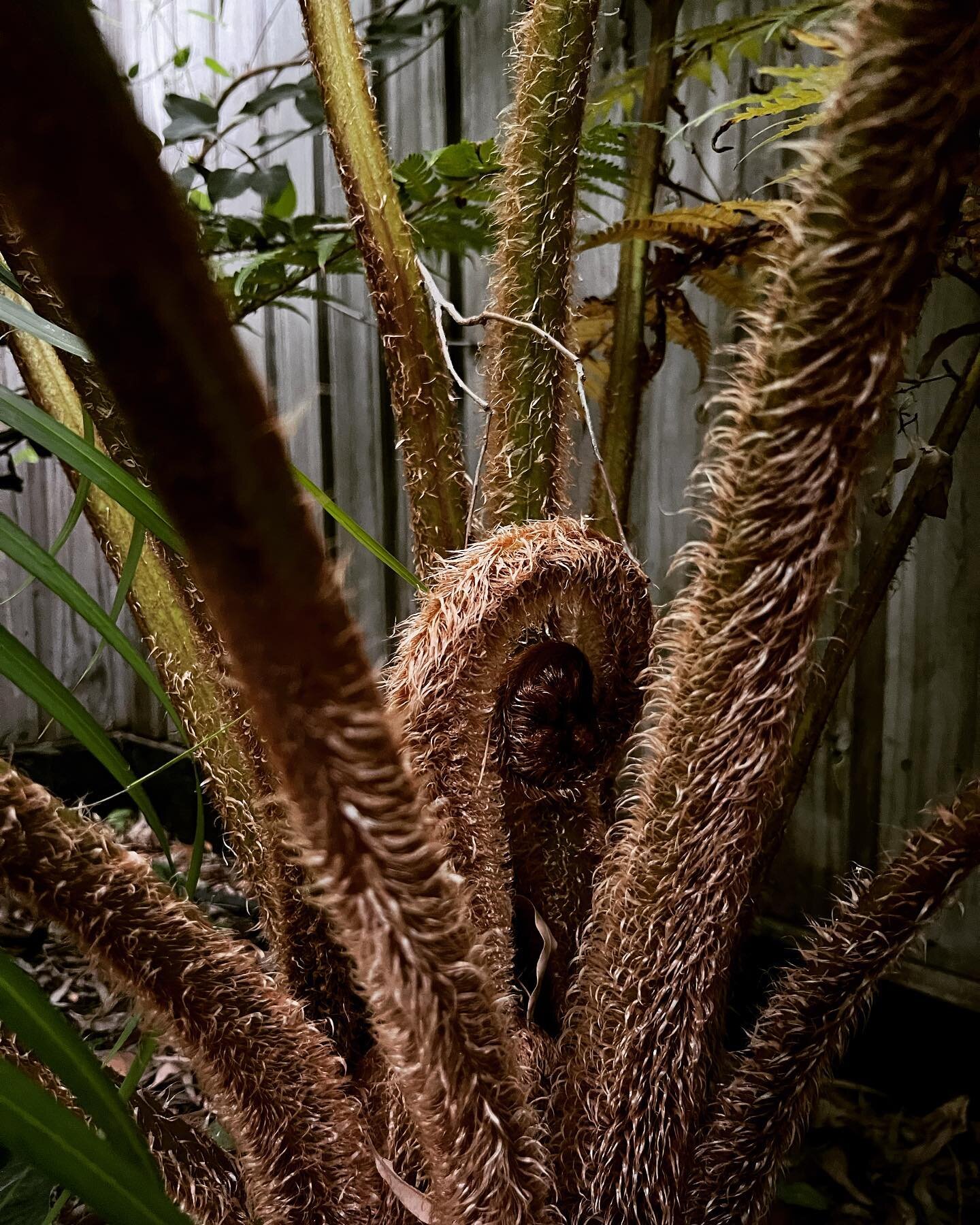 Nature doing its thing in our yard&hellip;.never ceases to amaze. One of my all time favorite plants commonly known as the Tree Fern. Just incredibly beautiful. I wonder in awe. 
#nature #treefern