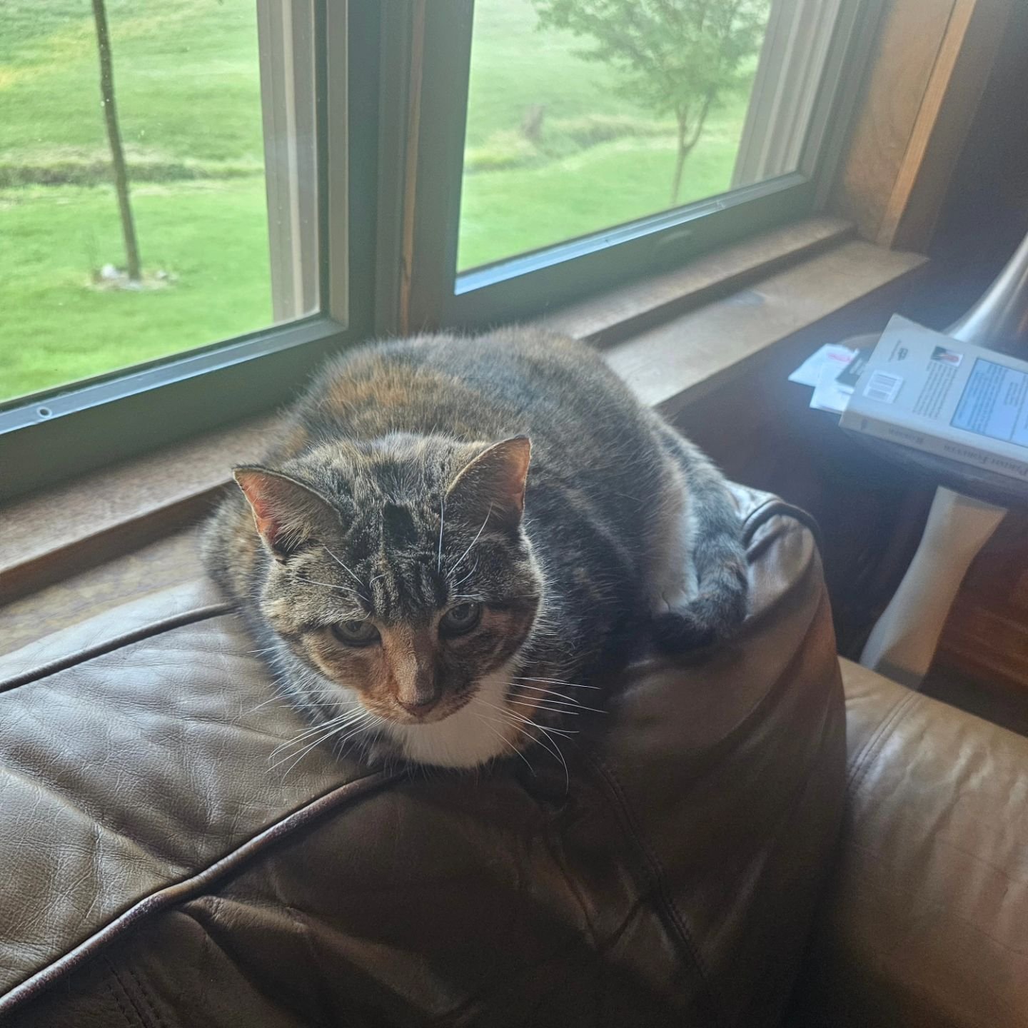 UPDATE! I have a home for the outside cat :-) I still need a home for my sweet, loving inside cat, Lilly.  She is very calm, doesn't scratch on anything, uses litter box and just wants to be around her people.  PLEASE if you have room in your life fo