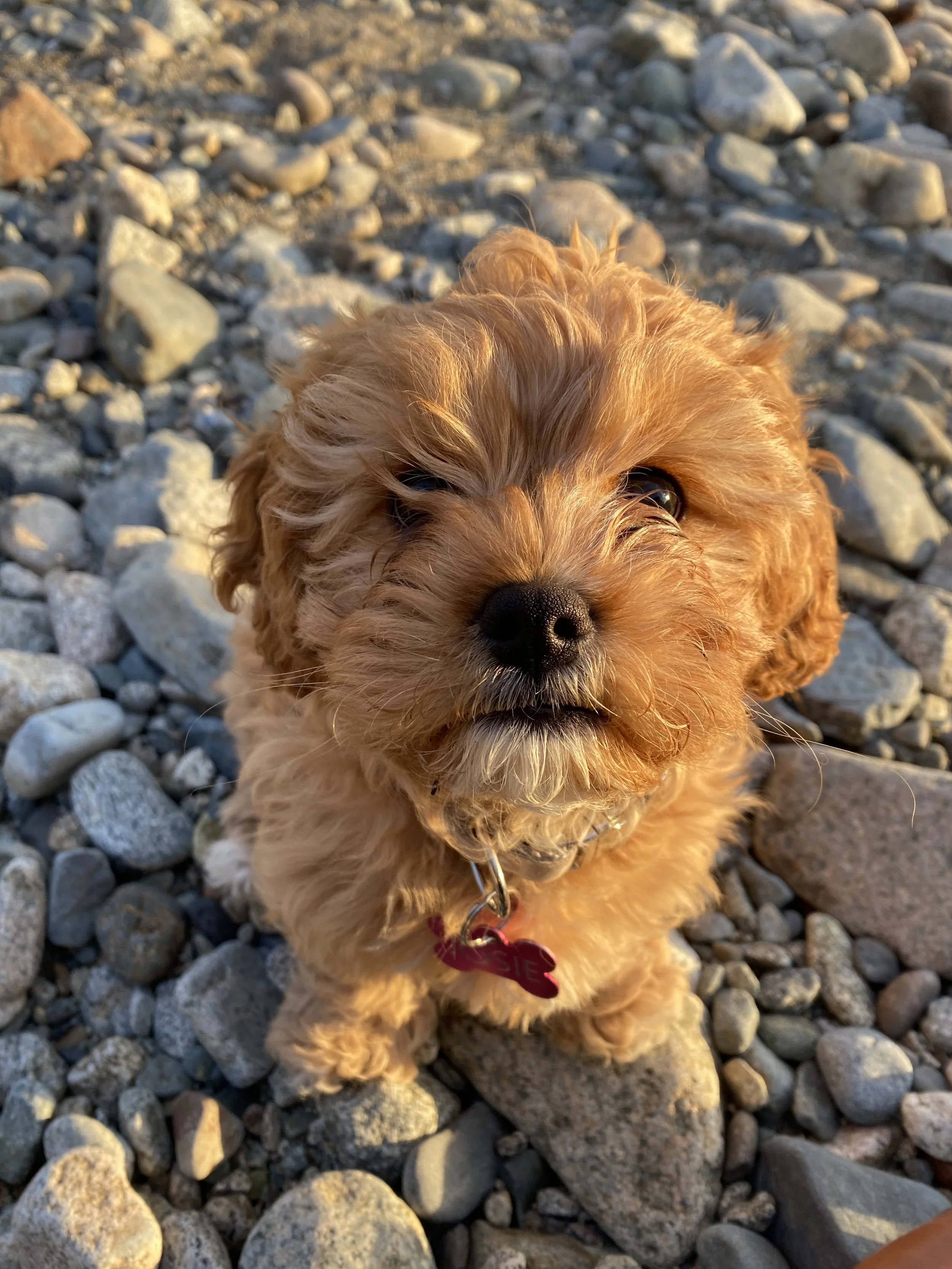 Josie, therapy dog in training, offering calm emotional support