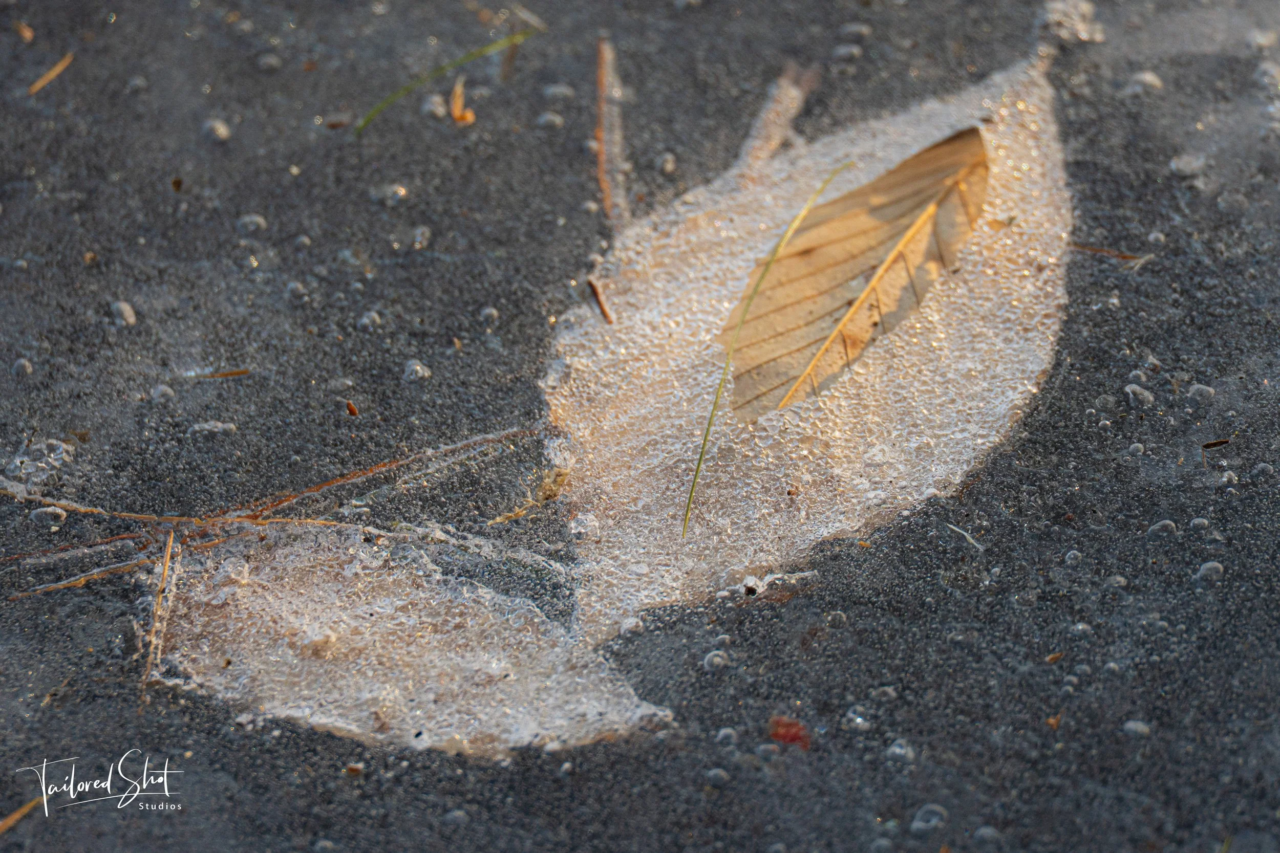 Leaves in the Frost