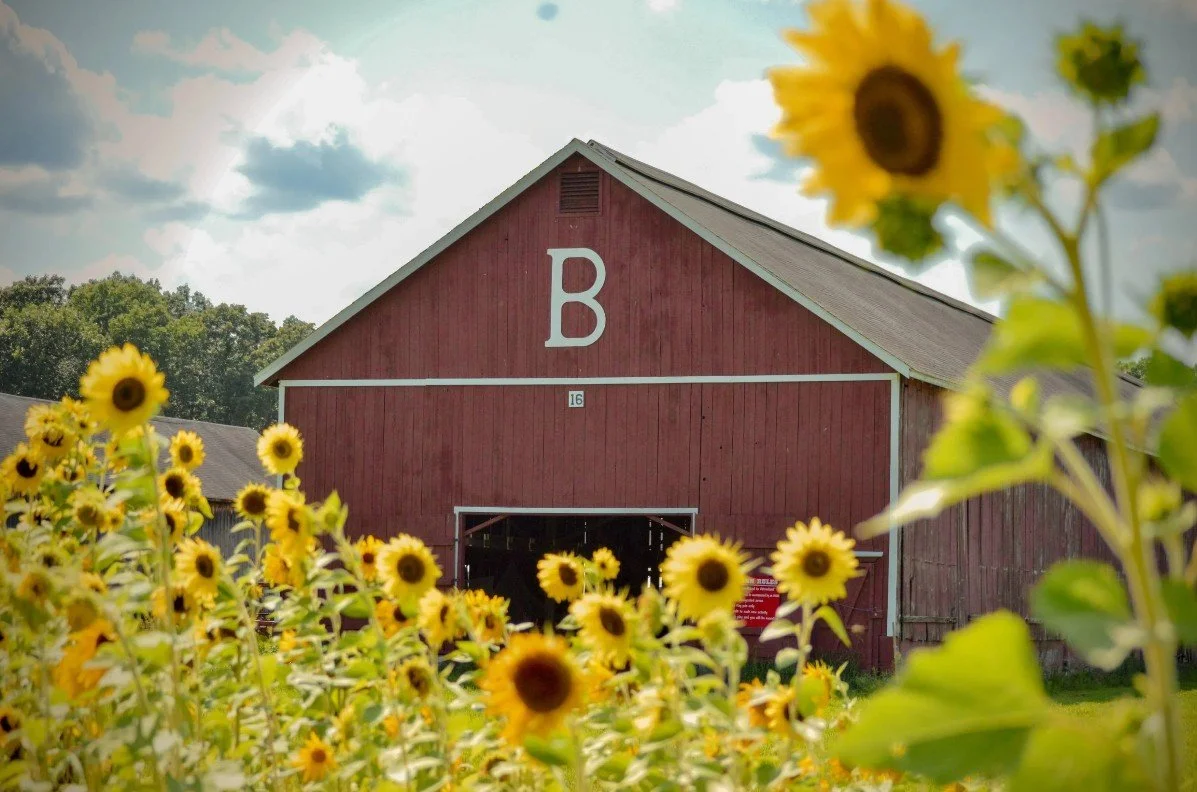 Brown's Harvest Sunflower Festival (Windsor, CT)