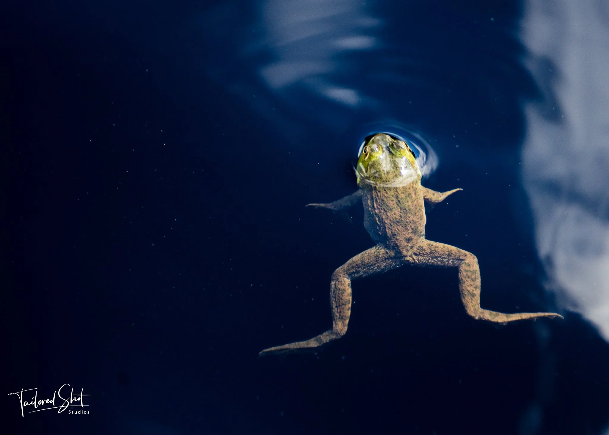 Wildlife & Nature Series