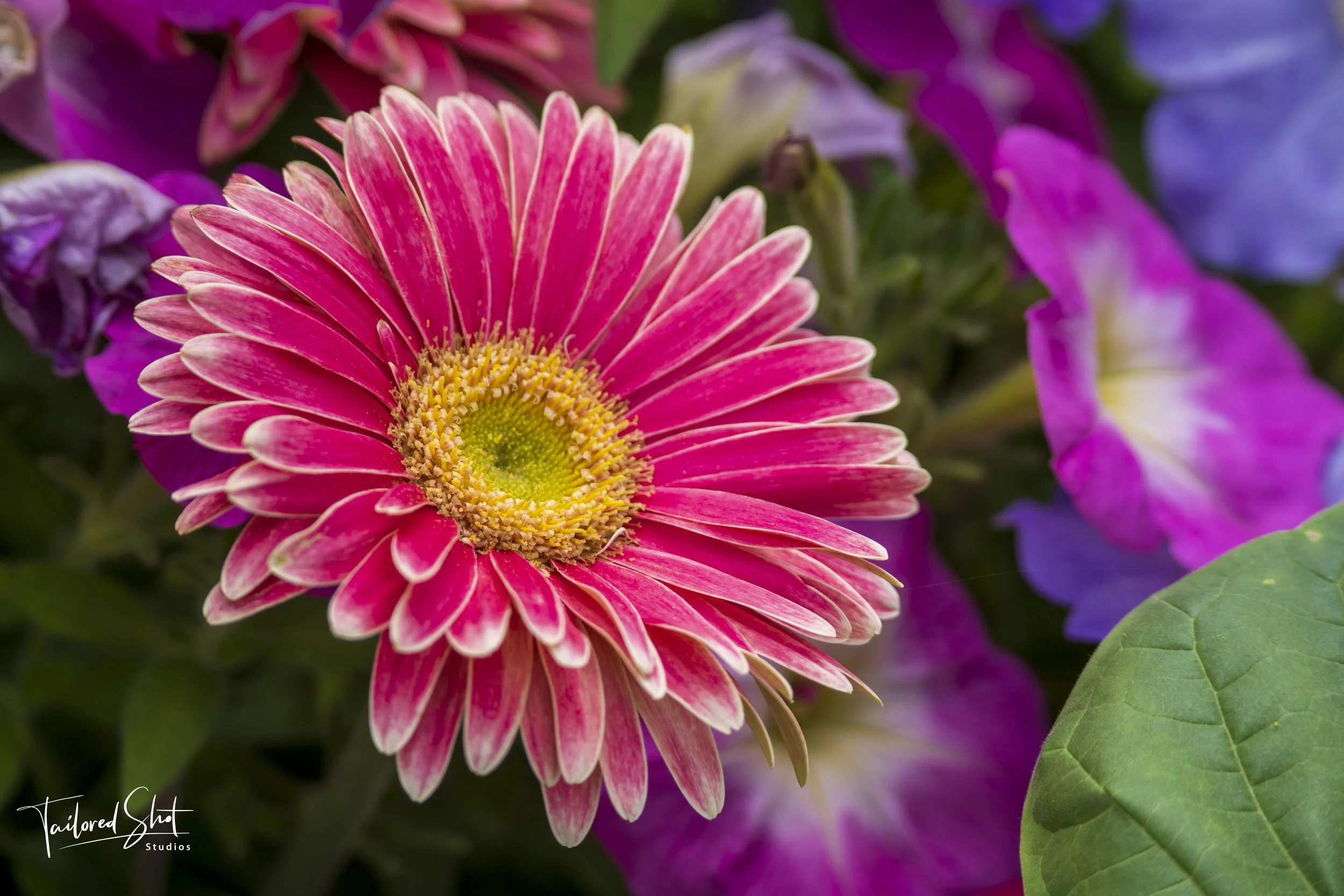 Gerbera Daisy