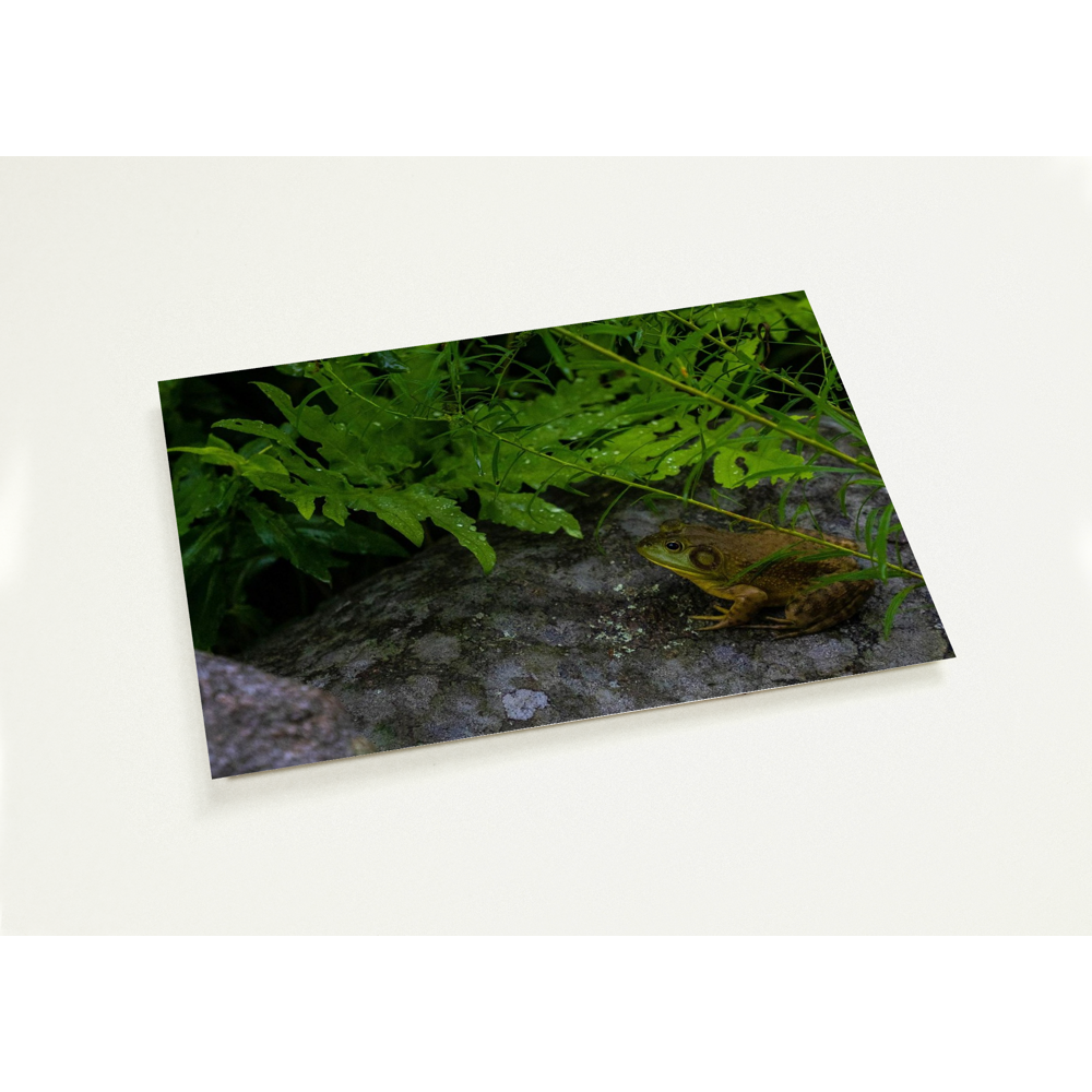 Garden Guardian: 8x10 Print, T-Shirt, Phone Case or Greeting Card Pack